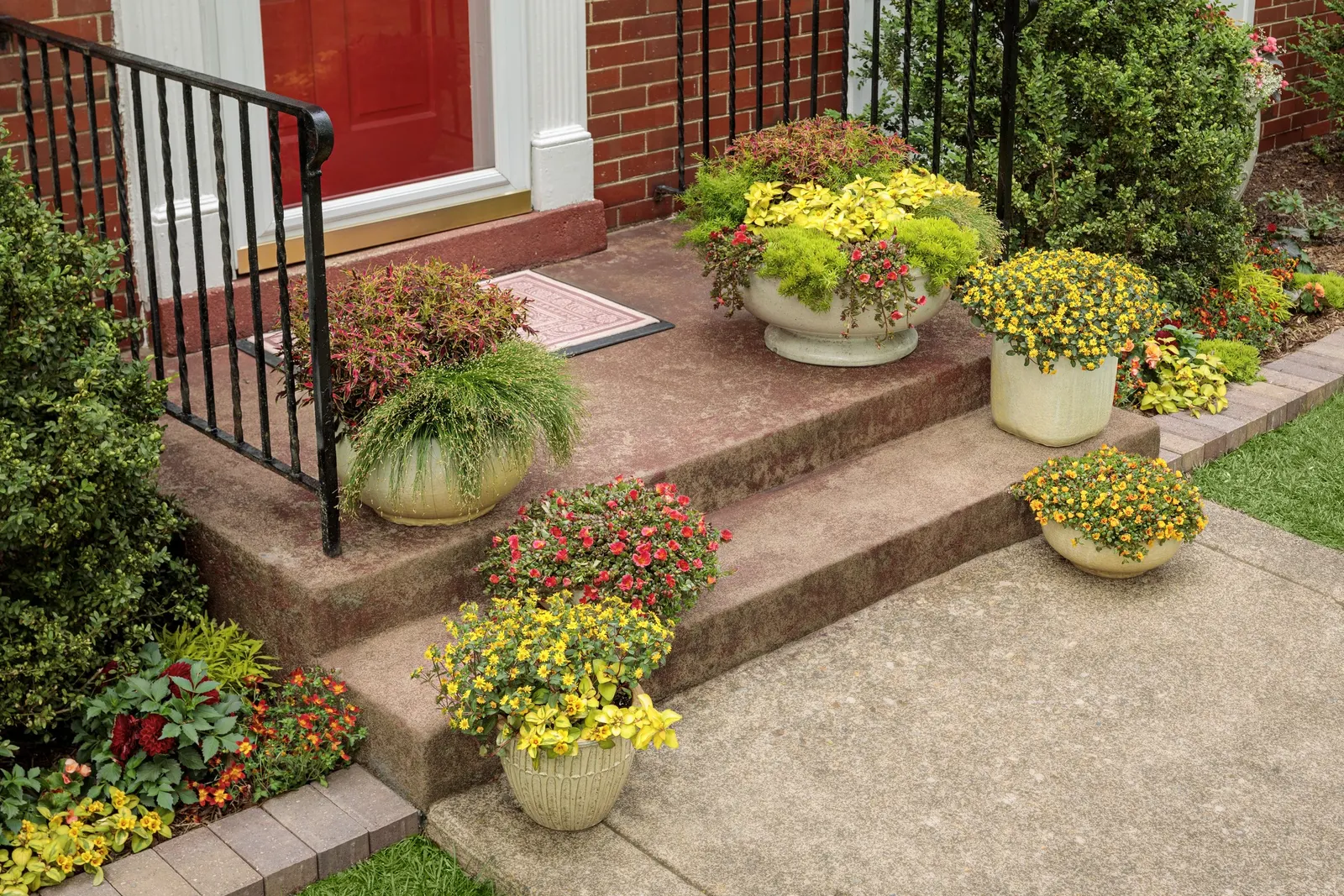 Mini Me™ Chartreuse Coleus (Coleus scutellarioides) — it is perennial in frost-free gardens within USDA Zones 10a to 11b