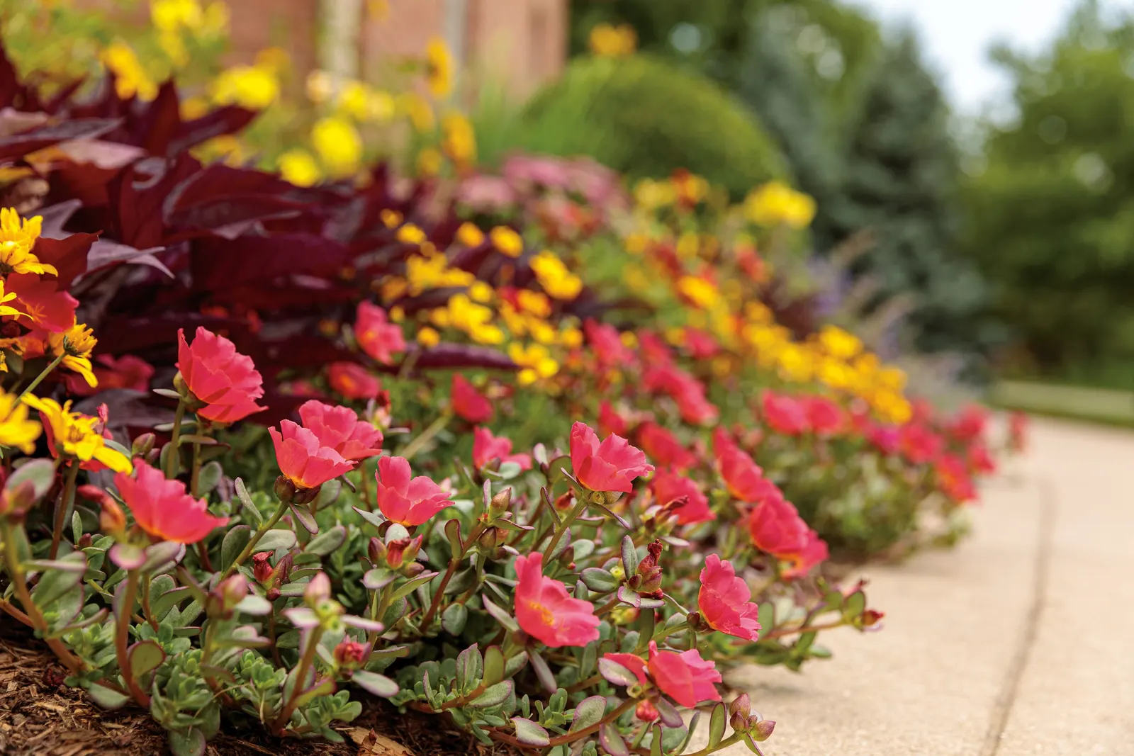 Red Hawk™ II Ornamental Sweet Potato Vine (Ipomoea) — trailing form.<br><br>This ornamental sweet potato vine performs best in part sun to full, image 88