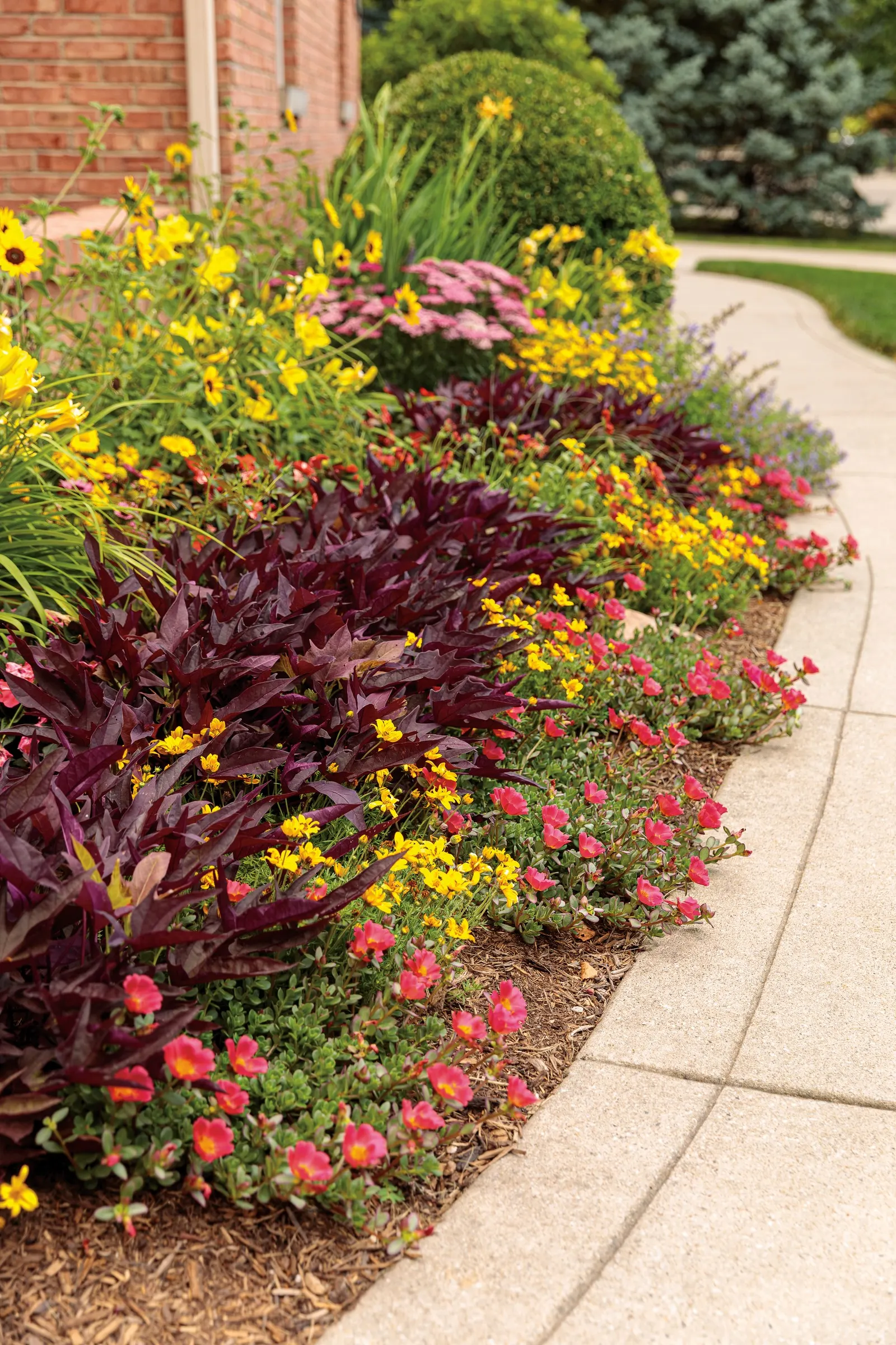 Red Hawk™ II Ornamental Sweet Potato Vine (Ipomoea) — valued for its trailing habit and dramatic burgundy-bronze leaves; though it is hardy in USDA, image 78