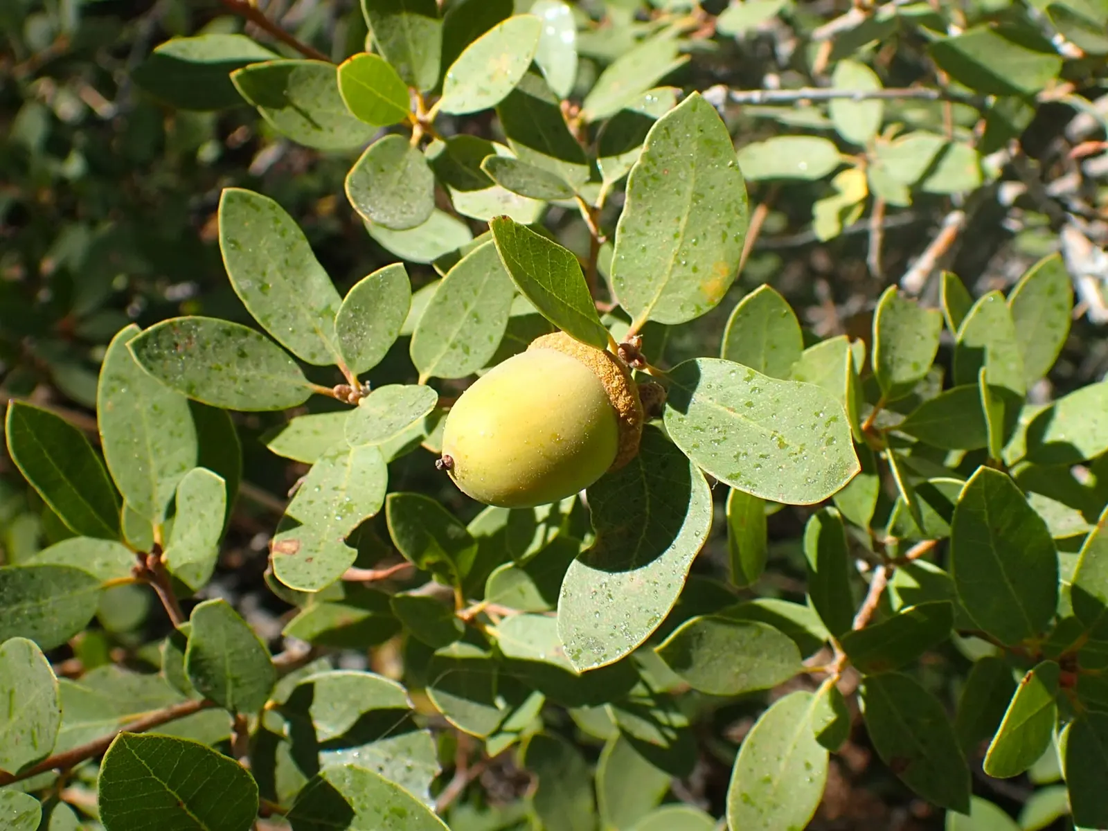 Huckleberry Oak (Quercus Vaccinifolia) — A diminutive evergreen oak, it typically spans 1-5 feet tall, with a similar width
