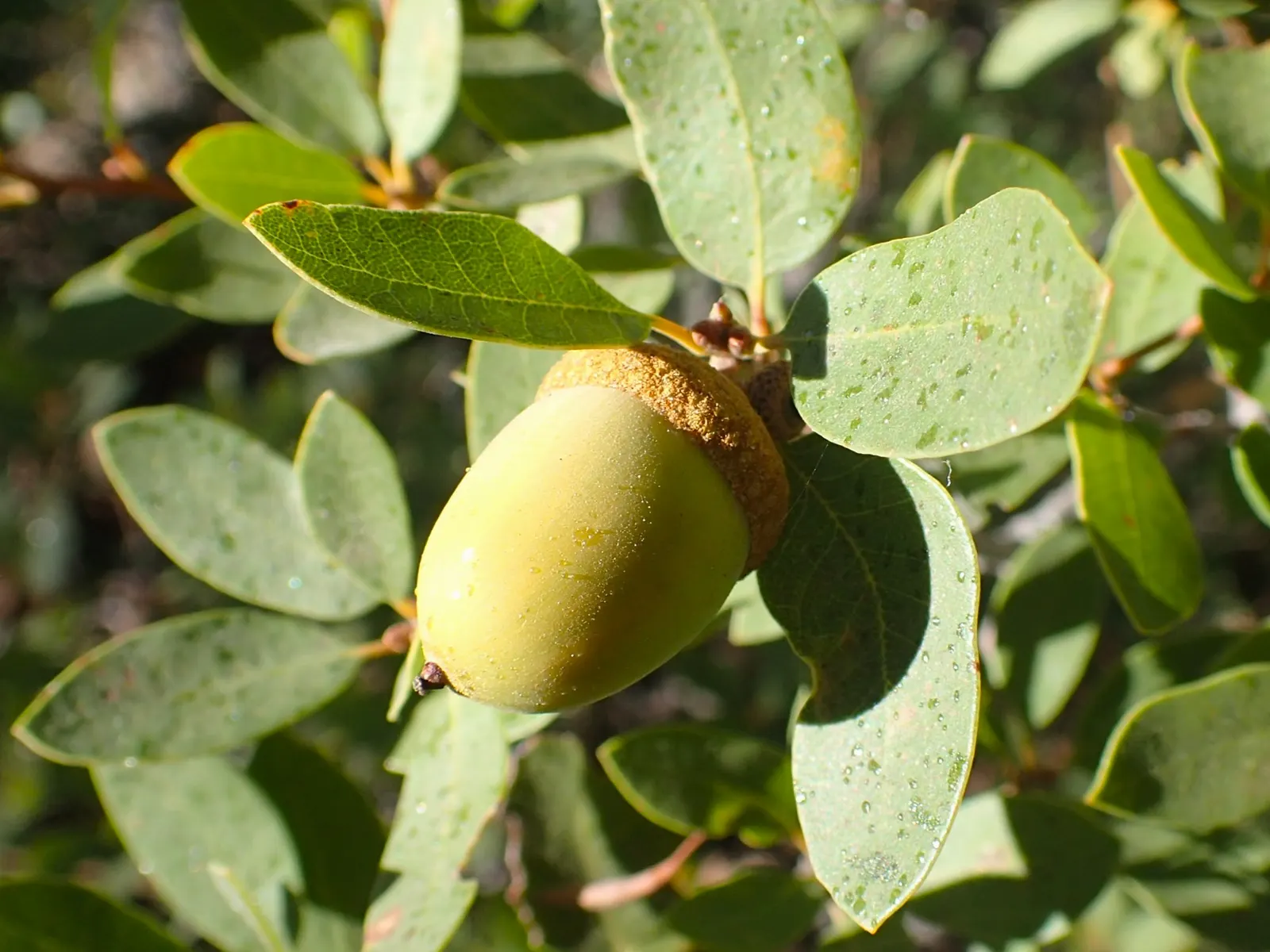 Huckleberry Oak (Quercus Vaccinifolia) — this low-growing shrub provides excellent ground cover and adapts well to rocky soils