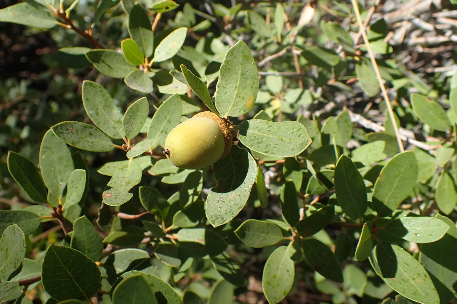 Huckleberry Oak (Quercus Vaccinifolia) — thrives in USDA zones 7-10