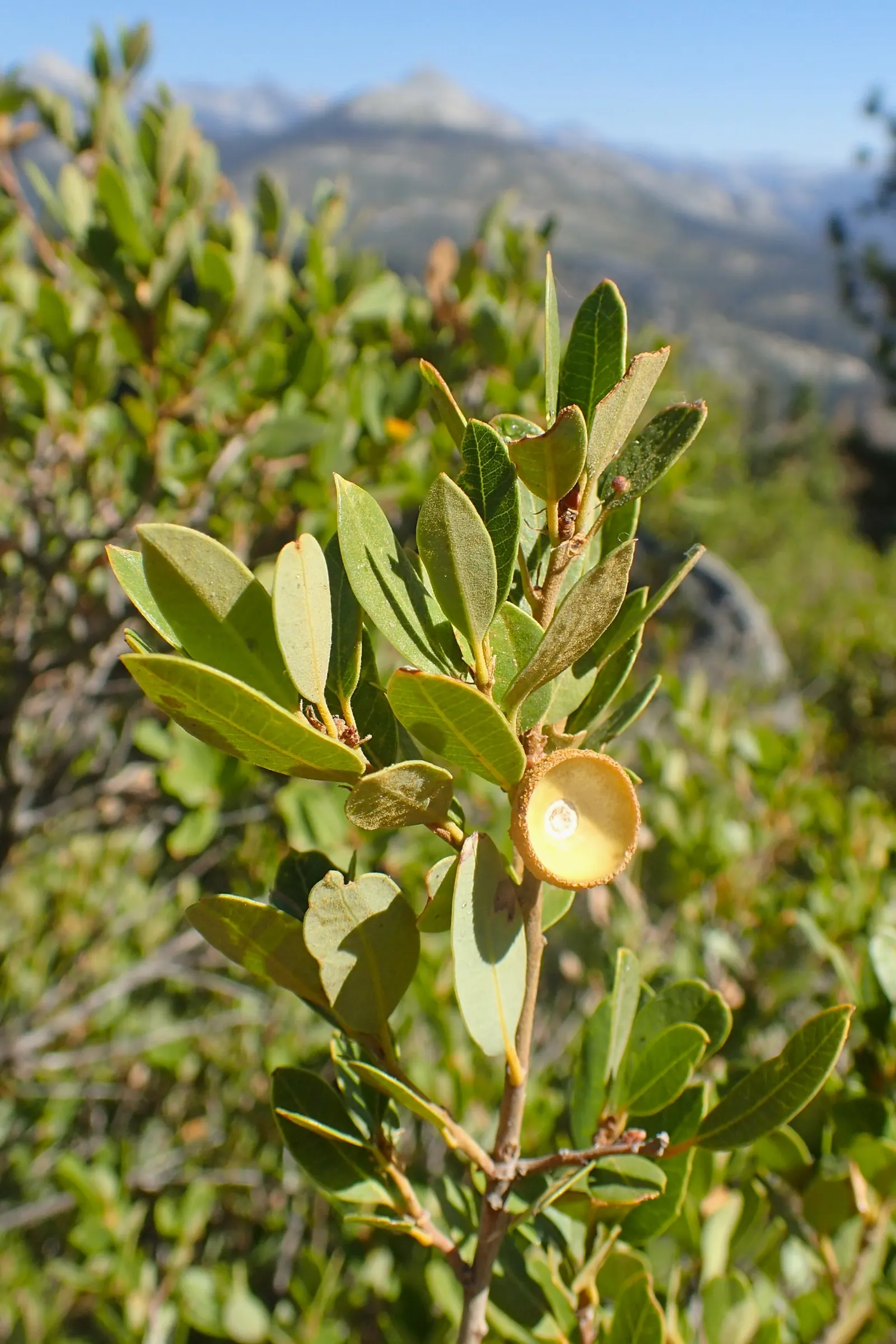 Huckleberry Oak (Quercus Vaccinifolia) — glossy leaves resembling huckleberry foliage