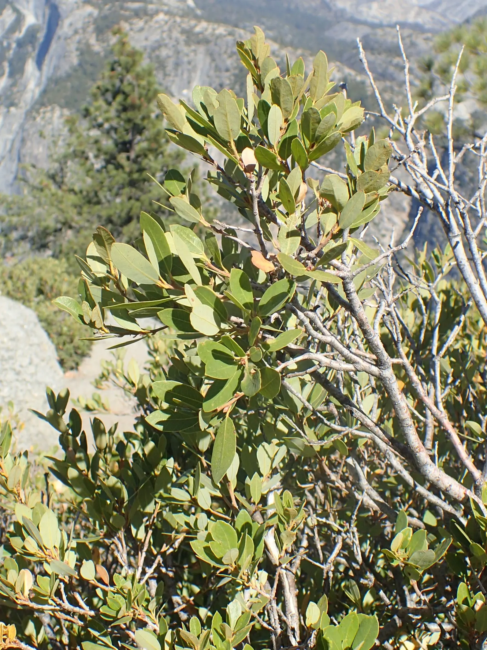 Huckleberry Oak (Quercus Vaccinifolia) — It produces acorns every 1-2 years, which are essential for wildlife nourishment