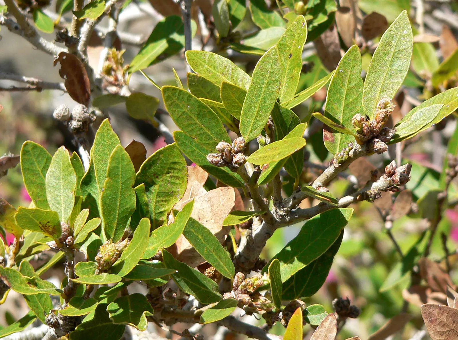 Huckleberry Oak (Quercus Vaccinifolia) — flourishing at elevations between 3,000-9,000 feet