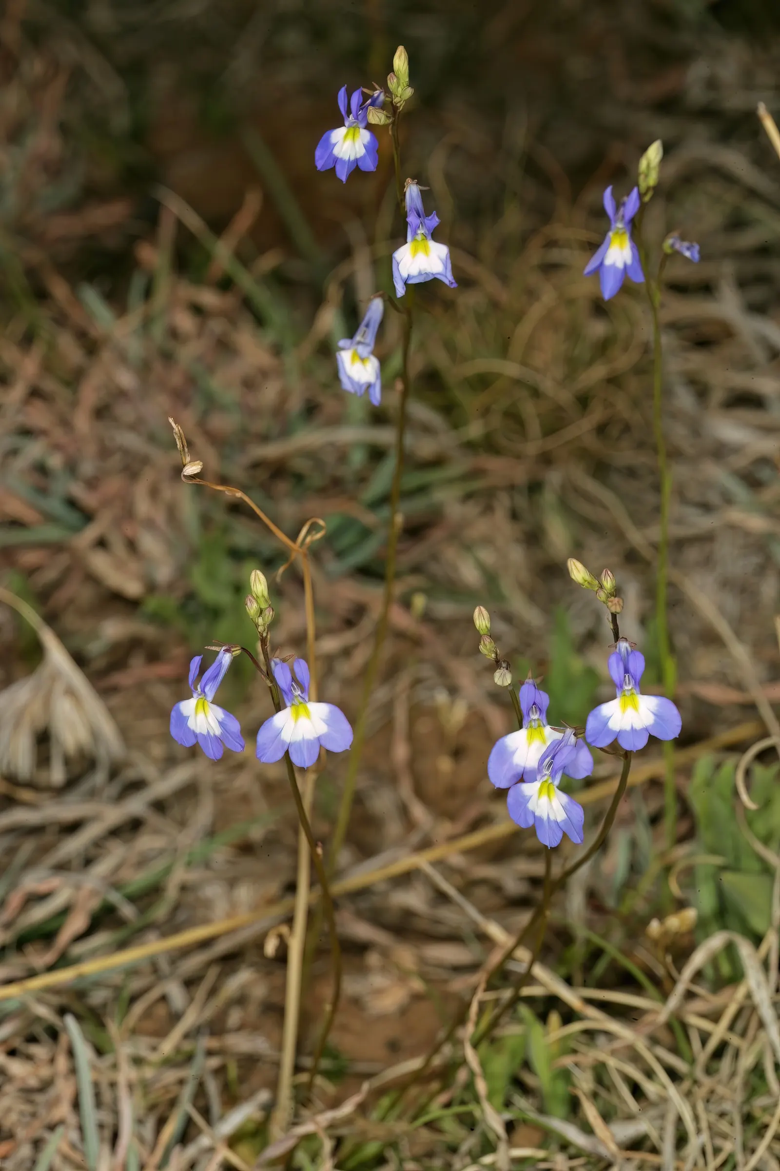 Lobelia (Lobelia Erinus) — it presents a mounded form that works exceptionally well in borders or as an edging plant; reaching 3-6 inches in height, image 179