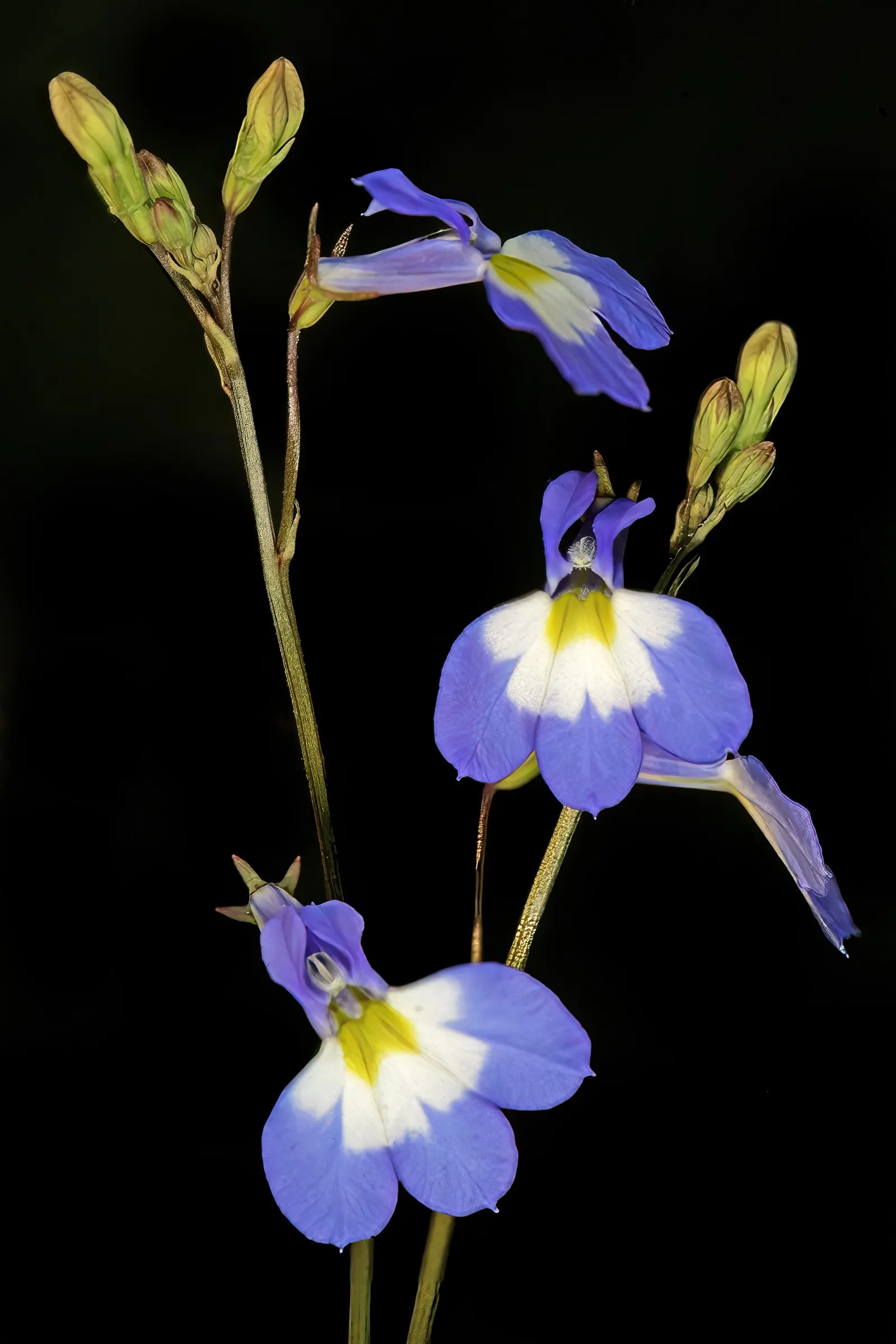 Lobelia (Lobelia Erinus) — reaching 3-6 inches in height with a spread of 6-8 inches; it presents a mounded form that works exceptionally well in, image 146