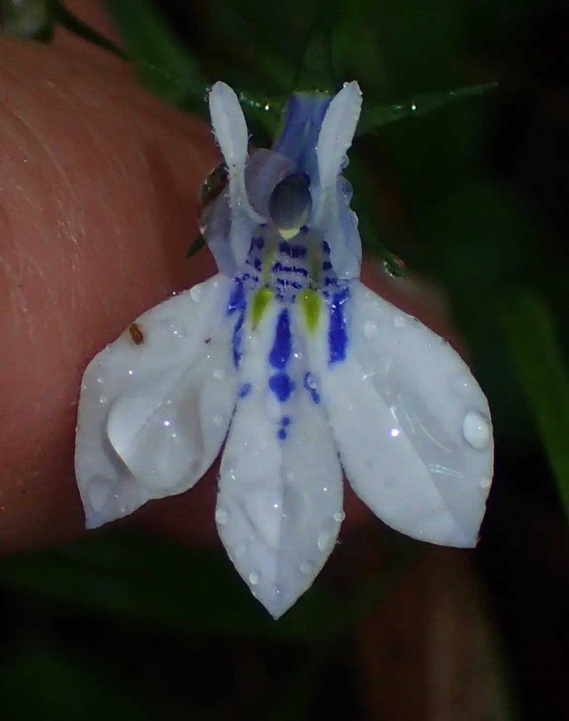 Lobelia (Lobelia Erinus) — In hotter climates, it benefits from afternoon shade to prevent wilting; in areas with severe winters, they are grown as, image 185