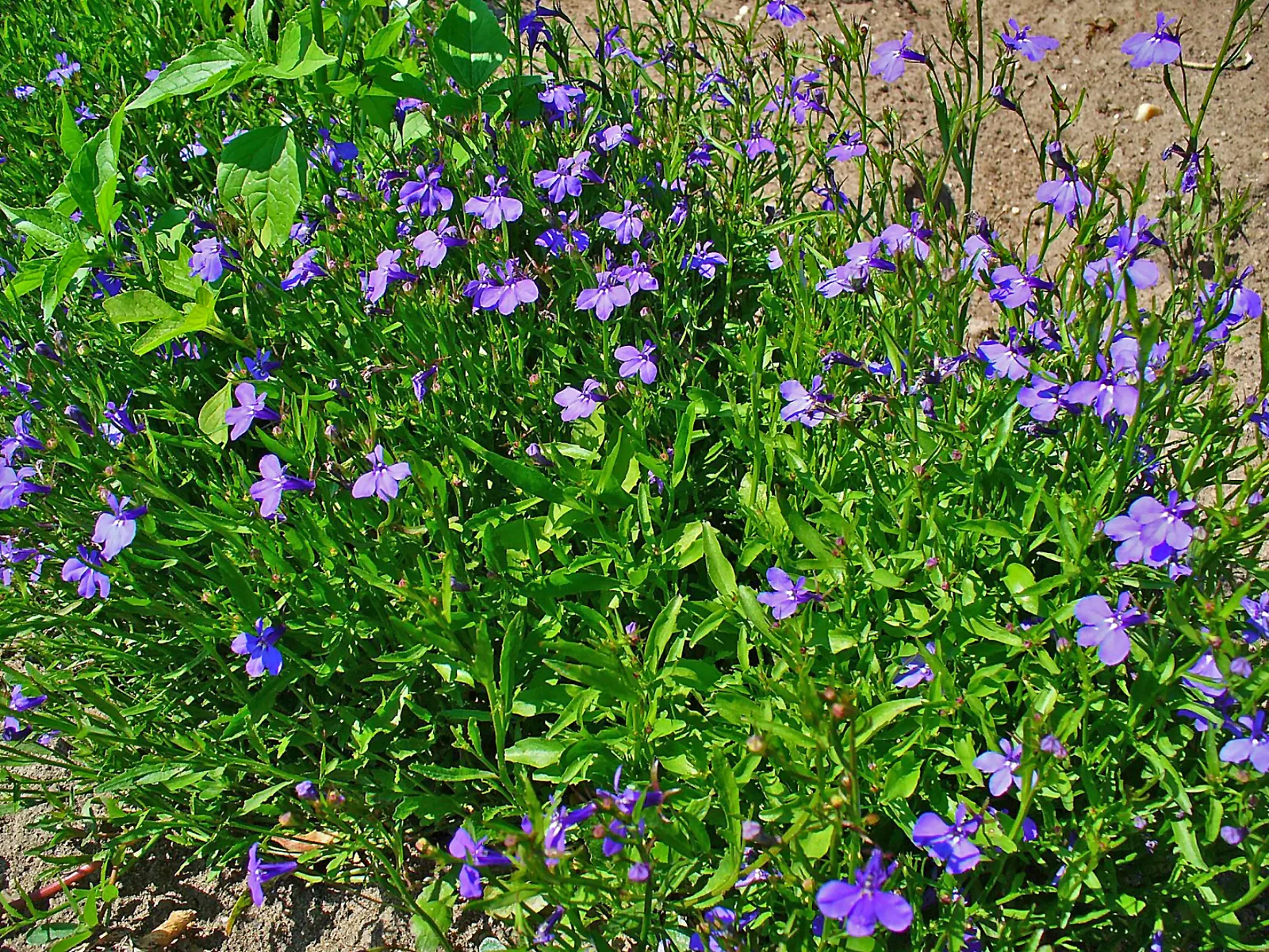 Lobelia (Lobelia Erinus) — creating a cascading effect.<br><br>Lobelia blooms profusely from late spring to early fall; is a compact annual or, image 156