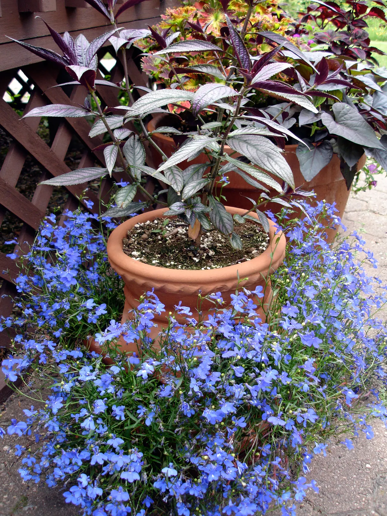Lobelia (Lobelia Erinus) — In hotter climates, it benefits from afternoon shade to prevent wilting; in areas with severe winters, they are grown as, image 89