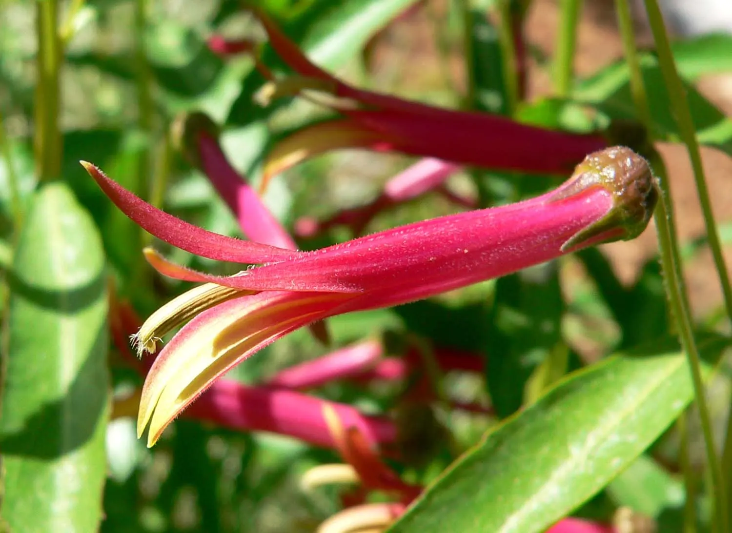 Lobelia (Lobelia Erinus) — is a compact annual or perennial plant that adds a striking splash of color to any landscape design; creating a cascading, image 81