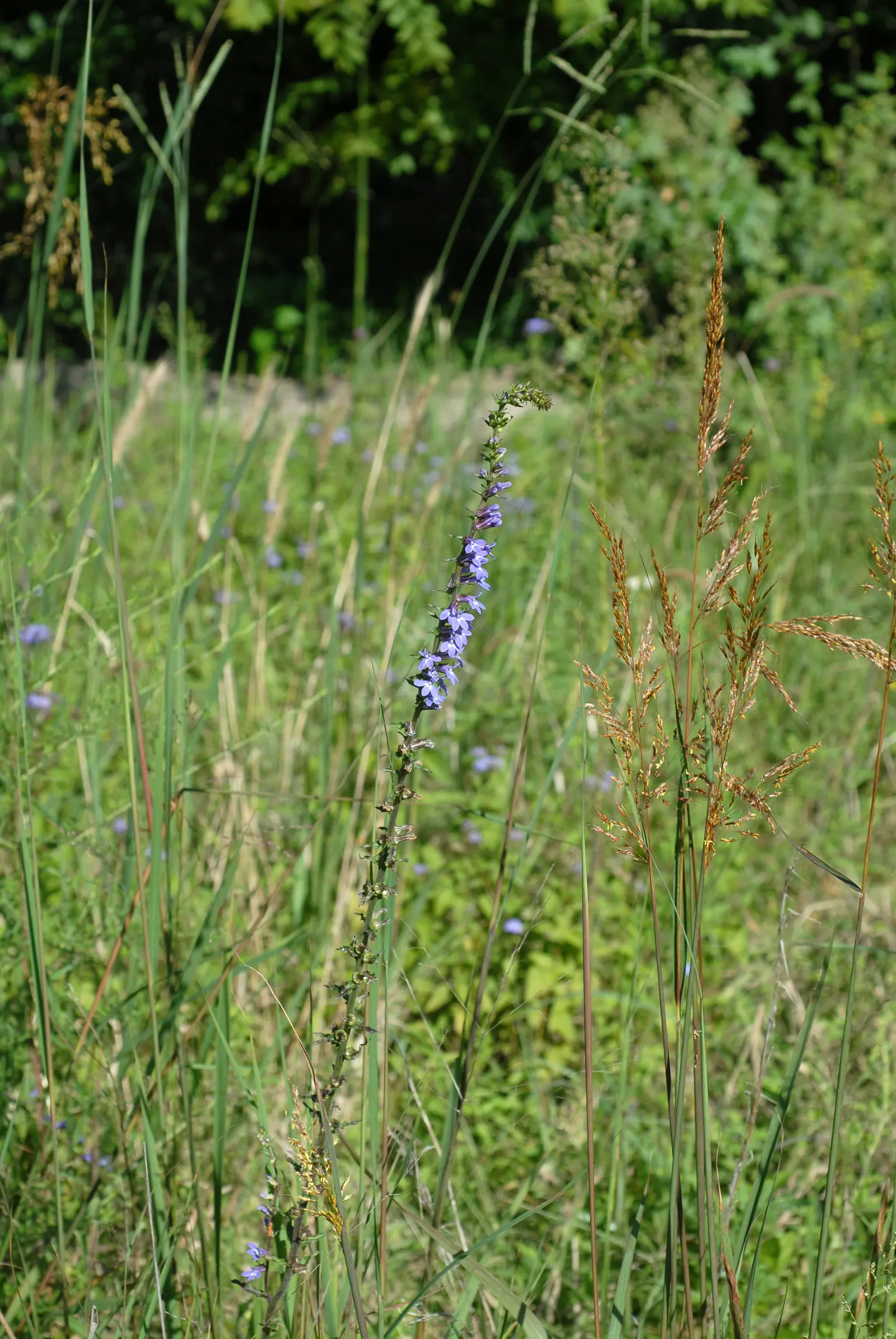 Lobelia (Lobelia Erinus) — annual / ground cover for full or half; this plant's low maintenance combined with its vibrant colors makes it an, image 96