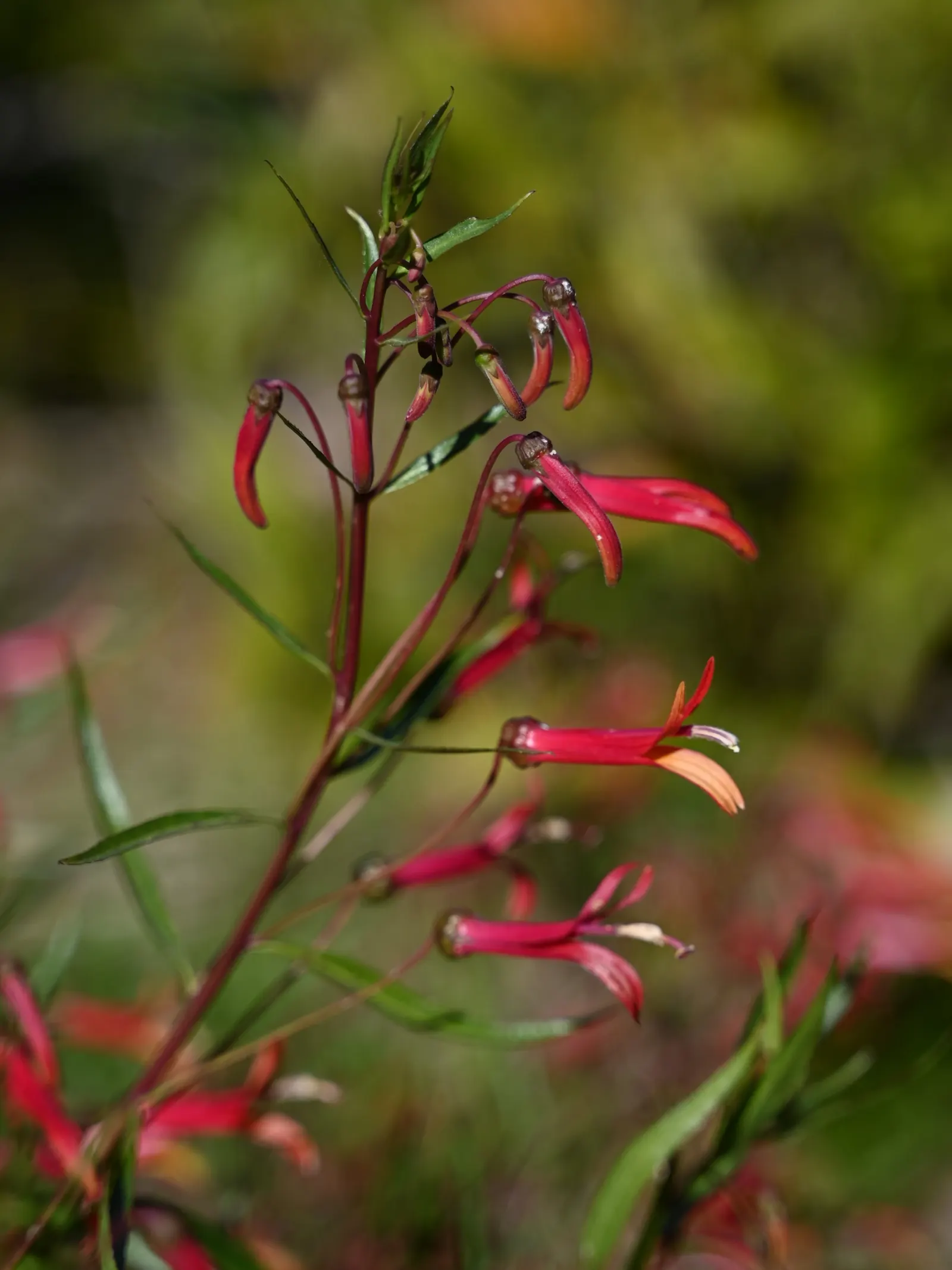 Lobelia (Lobelia Erinus) — Lobelia erinus requires regular watering, especially during dry periods, to maintain its lush appearance; showcasing a, image 112