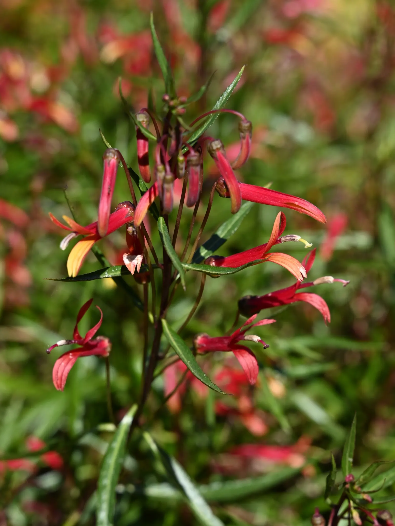 Lobelia (Lobelia Erinus) — In hotter climates, it benefits from afternoon shade to prevent wilting; in areas with severe winters, they are grown as, image 113