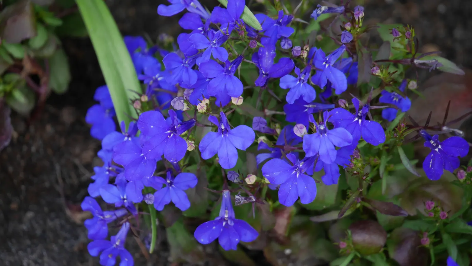 Lobelia (Lobelia Erinus) — it presents a mounded form that works exceptionally well in borders or as an edging plant; reaching 3-6 inches in height, image 83