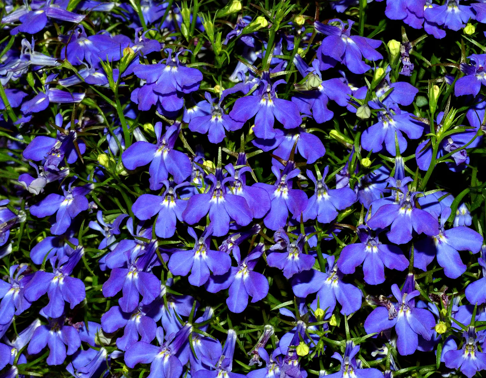 Lobelia (Lobelia Erinus) — flourishes in full sun to part shade