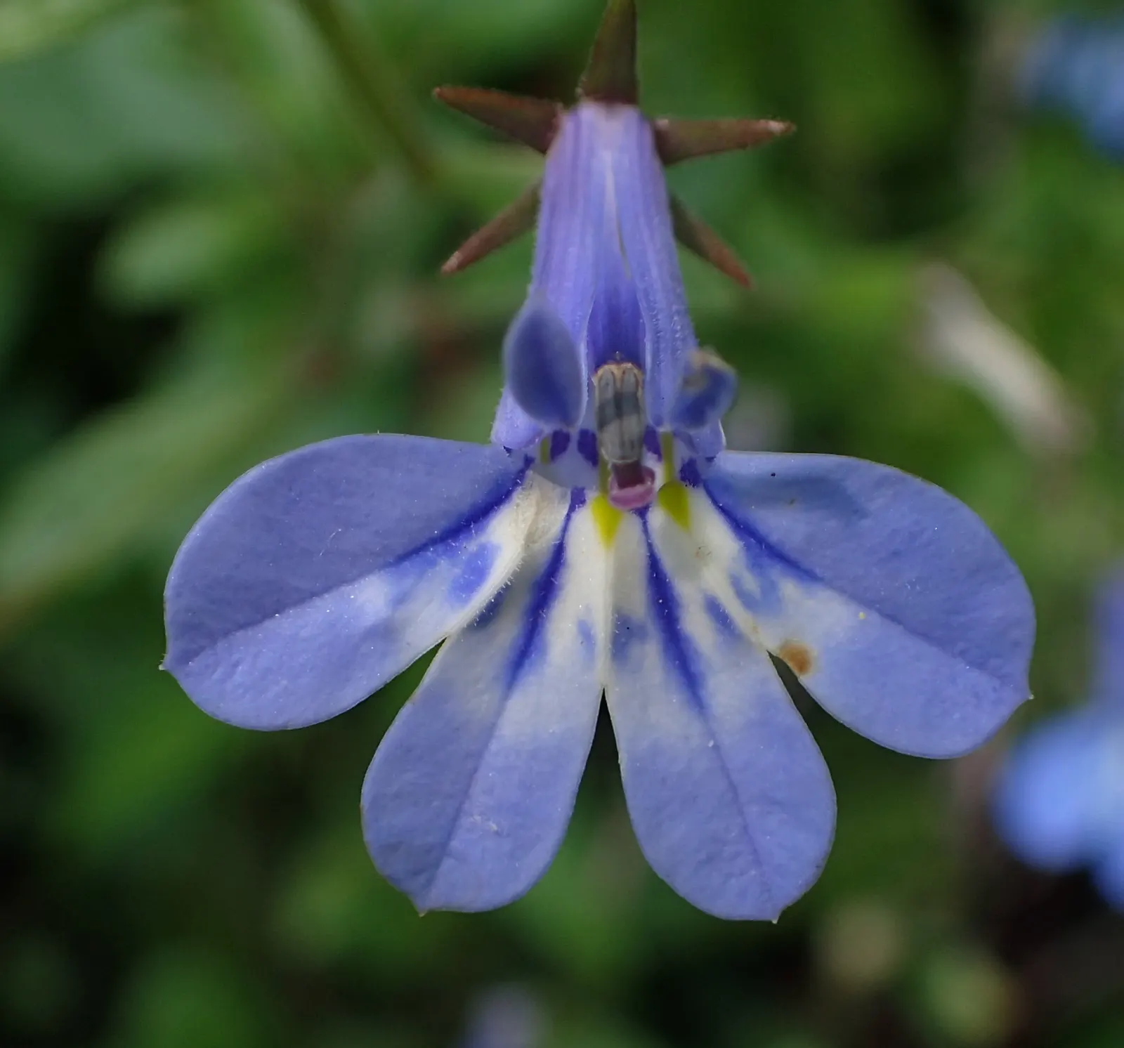 Lobelia (Lobelia Erinus) — This plant's low maintenance combined with its vibrant colors makes it an eye-catching addition to any garden; annual /, image 165