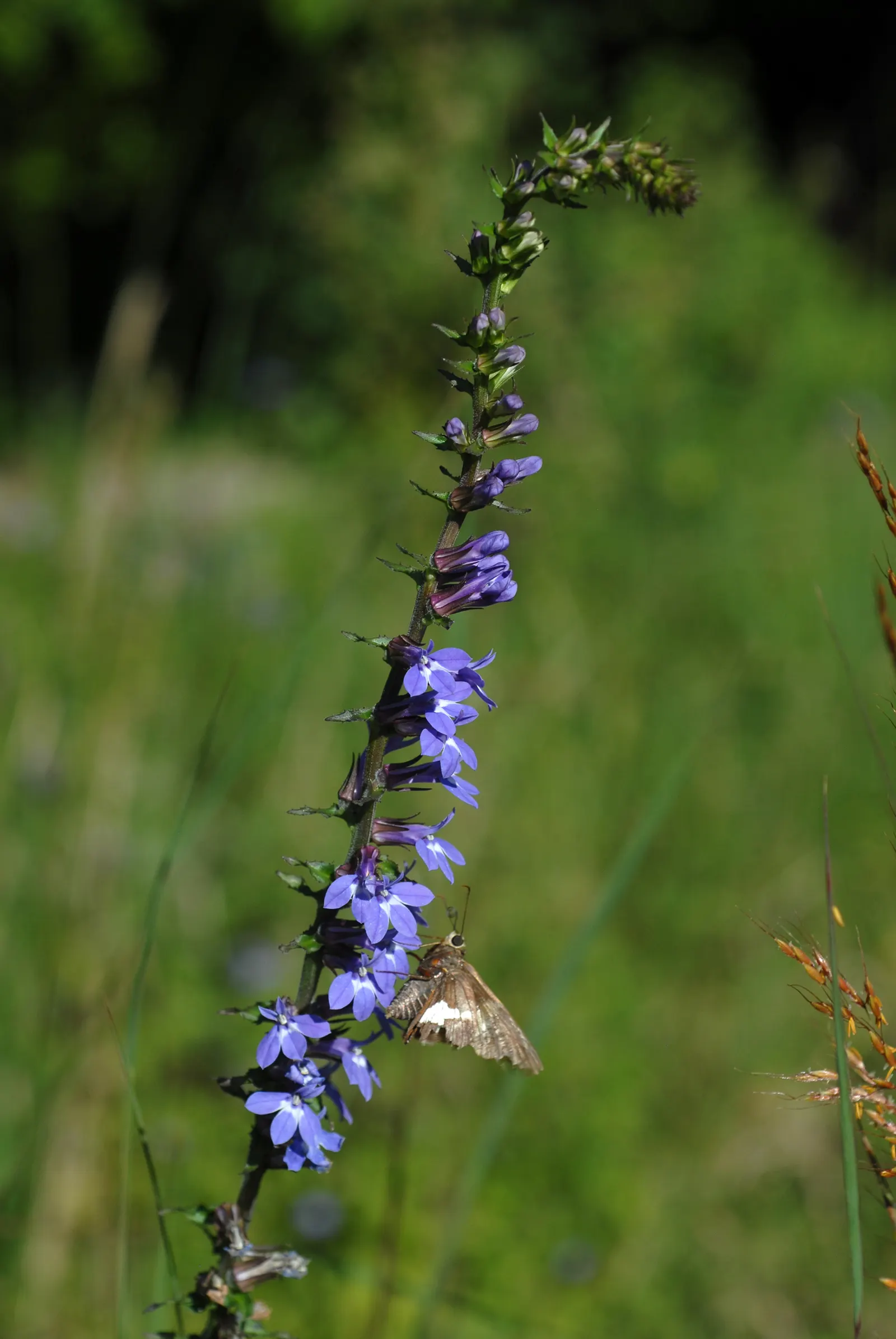 Lobelia (Lobelia Erinus) — blue and multi-colored flowers in the garden; deadheading encourages continued blooming from late spring into early fall, image 94