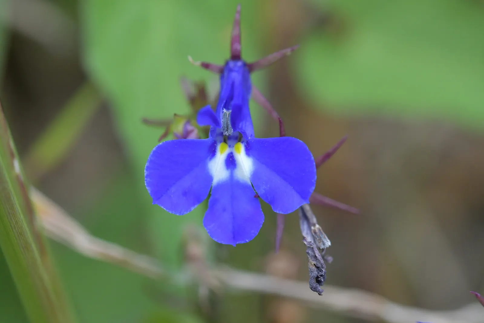 Lobelia (Lobelia Erinus) — In areas with severe winters, they are grown as annuals; in hotter climates, it benefits from afternoon shade to prevent, image 164