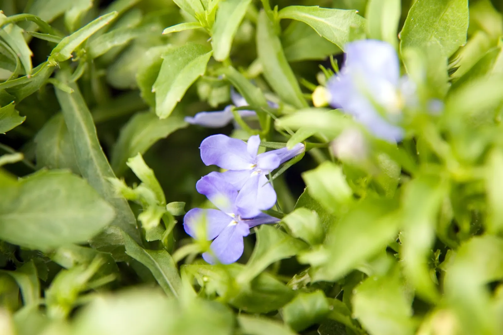 Lobelia (Lobelia Erinus) — Deadheading encourages continued blooming from late spring into early fall; blue and multi-colored flowers in the garden, image 175