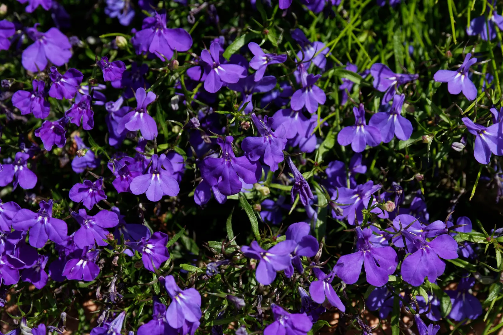 Lobelia (Lobelia Erinus) — commonly referred to as Lobelia; enjoys consistent moisture, image 152