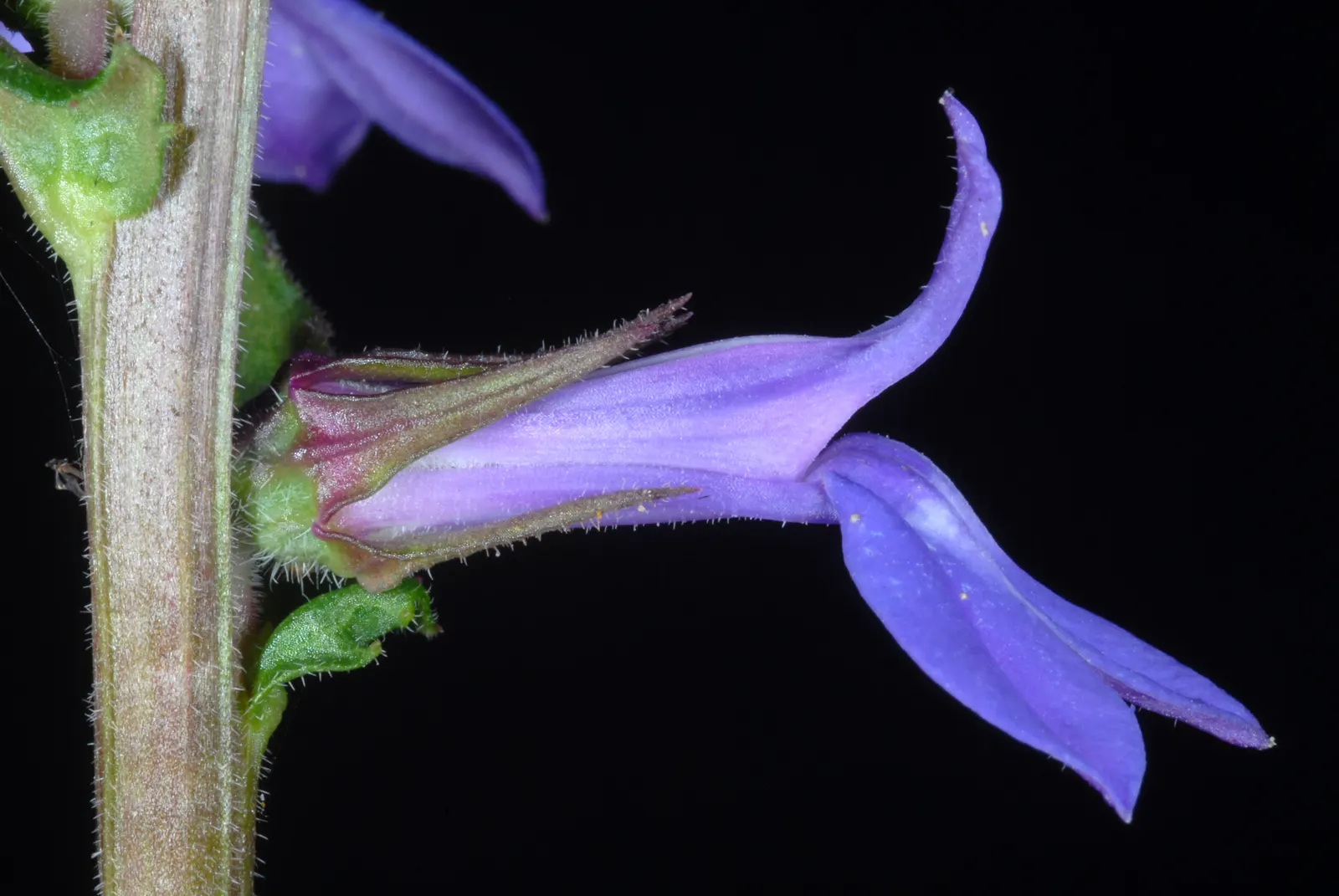Lobelia (Lobelia Erinus) — showcasing a plethora of tiny; lobelia erinus requires regular watering, especially during dry periods, to maintain its, image 109