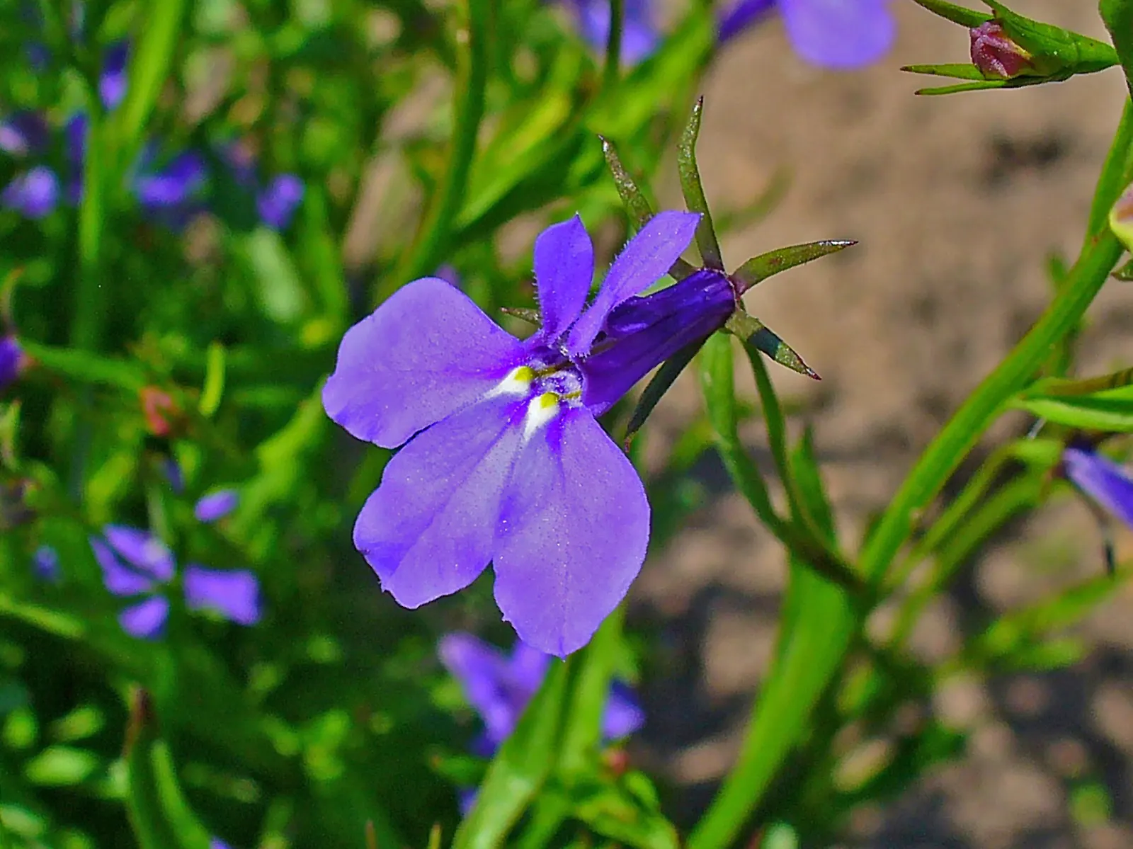 Lobelia (Lobelia Erinus) — Typically reaching a height of 4 to 9 inches and spreading approximately 6 inches wide; lobelias can tolerate cooler, image 154
