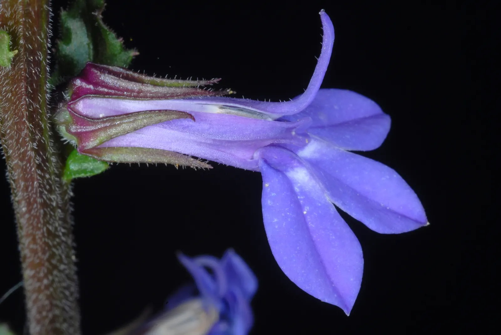 Lobelia (Lobelia Erinus) — Deadheading encourages continued blooming from late spring into early fall; blue and multi-colored flowers in the garden, image 103