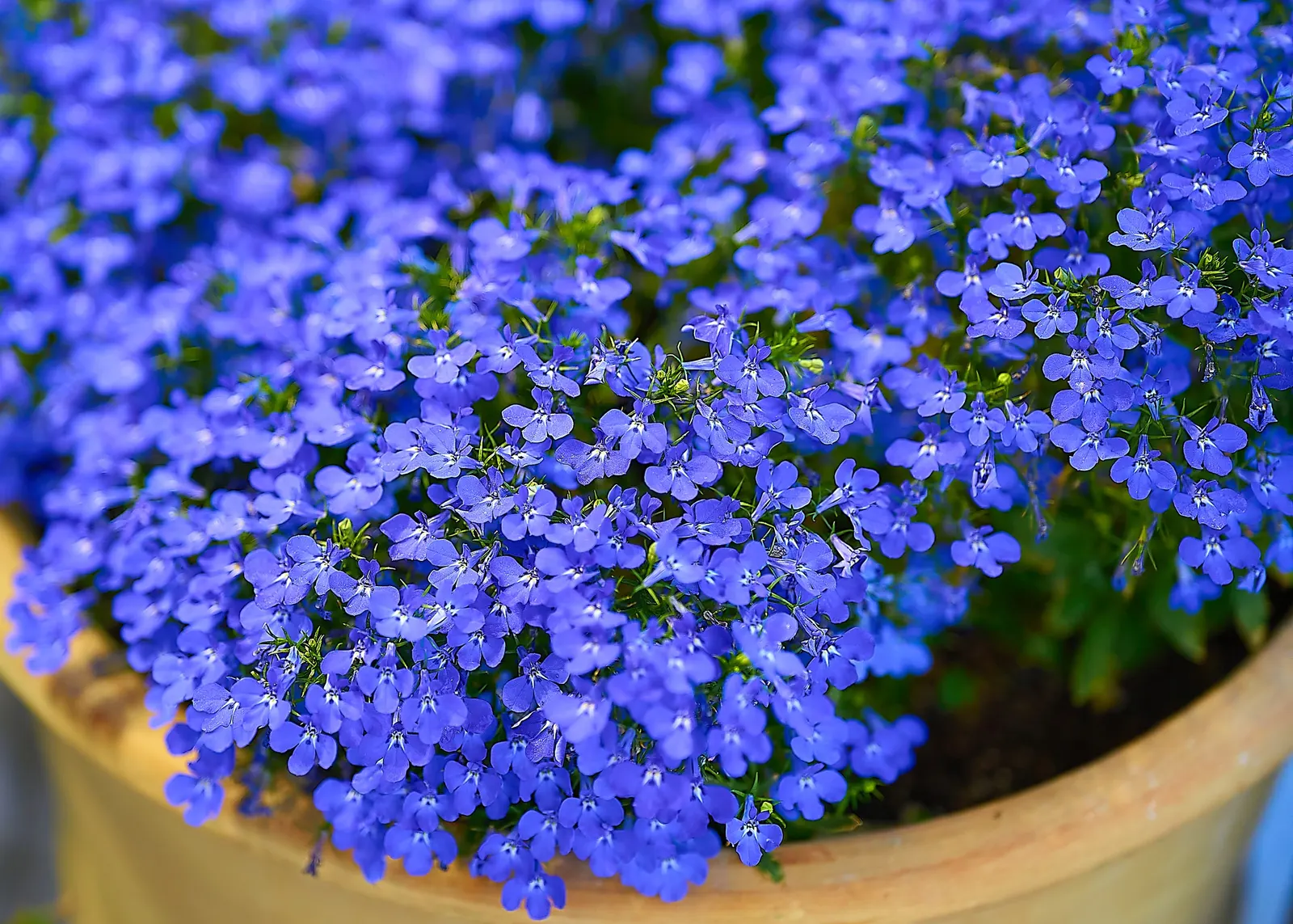 Lobelia (Lobelia Erinus) — it presents a mounded form that works exceptionally well in borders or as an edging plant; reaching 3-6 inches in height, image 155