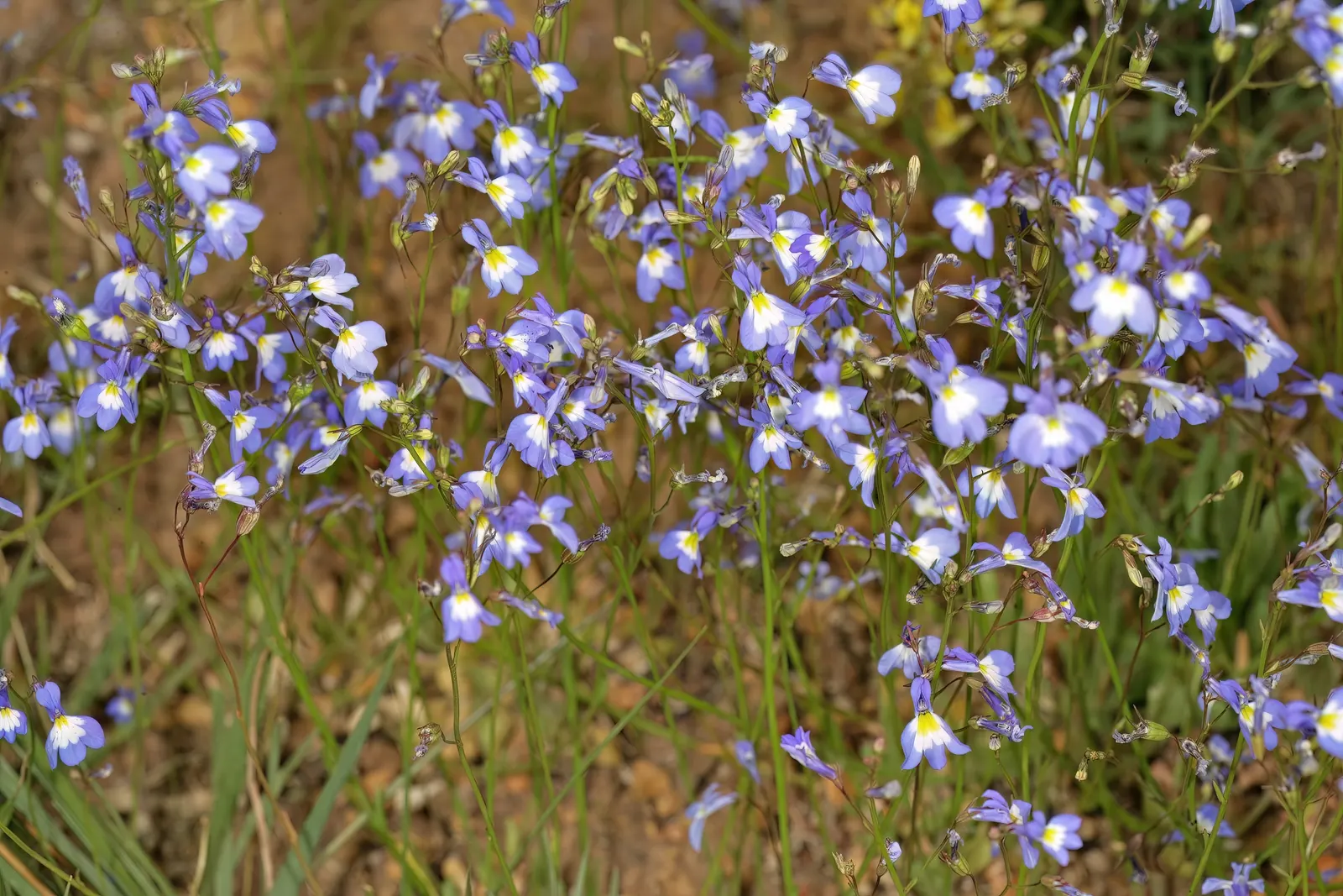 Lobelia (Lobelia Erinus) — Lobelias can tolerate cooler temperatures but generally will not survive frosts; typically reaching a height of 4 to 9, image 163