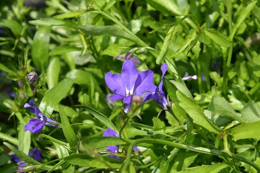 Lobelia (Lobelia Erinus) — and thrives in USDA zones 10-11; predominantly in shades of blue, image 150