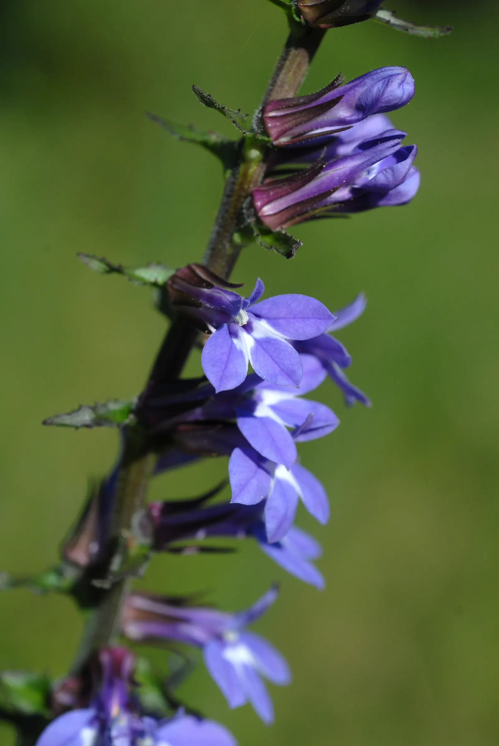 Lobelia (Lobelia Erinus) — This low-maintenance jewel flourishes in well-drained soil; flourishes in full sun to part shade, image 100
