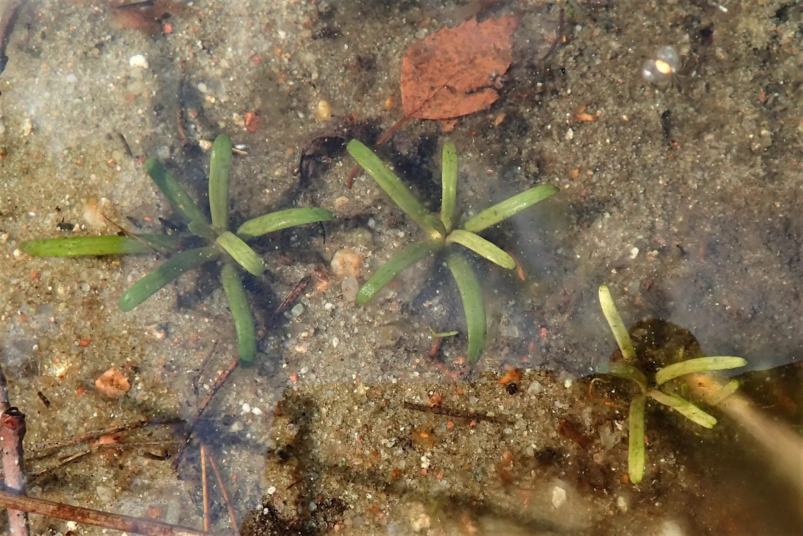 Lobelia (Lobelia Erinus) — commonly referred to as Lobelia; enjoys consistent moisture, image 104