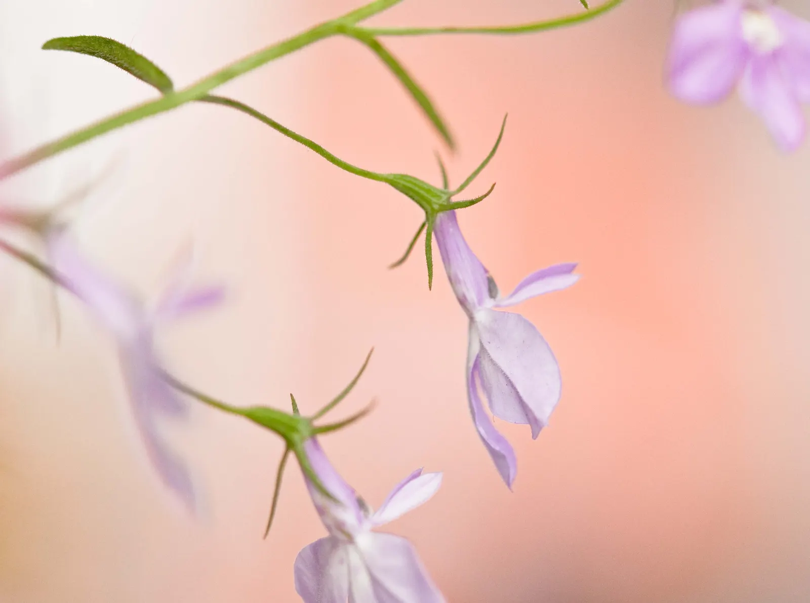 Lobelia (Lobelia Erinus) — Lobelia erinus requires regular watering, especially during dry periods, to maintain its lush appearance; showcasing a, image 88