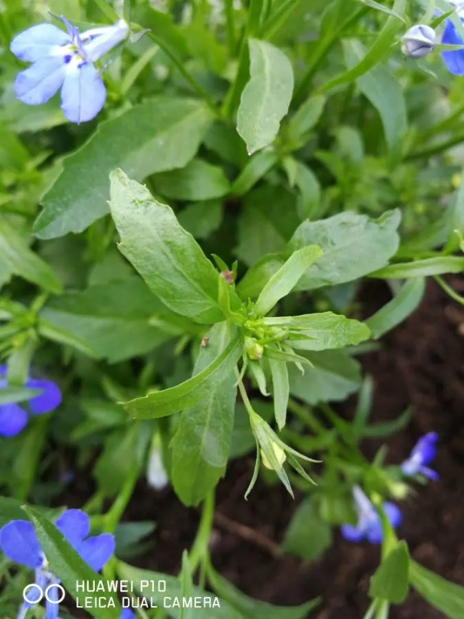 Lobelia (Lobelia Erinus) — annual / ground cover with blue and multi-colored blooms; the flowers come in an array of colors, image 143