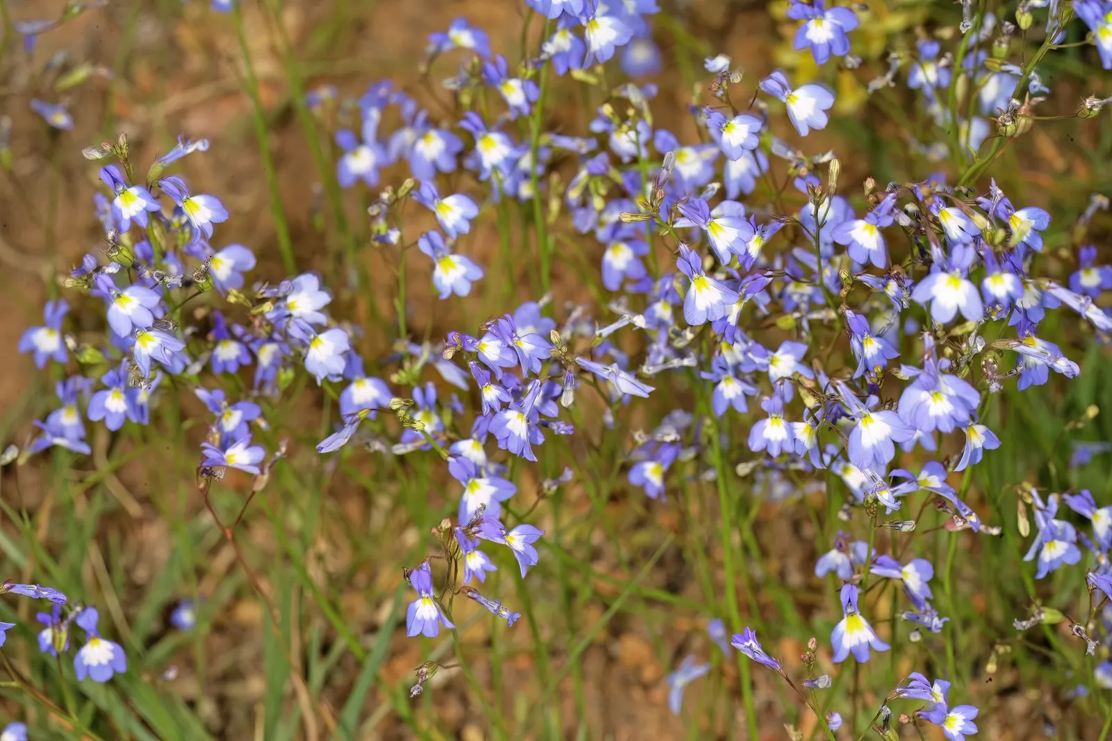 Lobelia (Lobelia Erinus) — The flowers come in an array of colors; annual / ground cover with blue and multi-colored blooms, image 158
