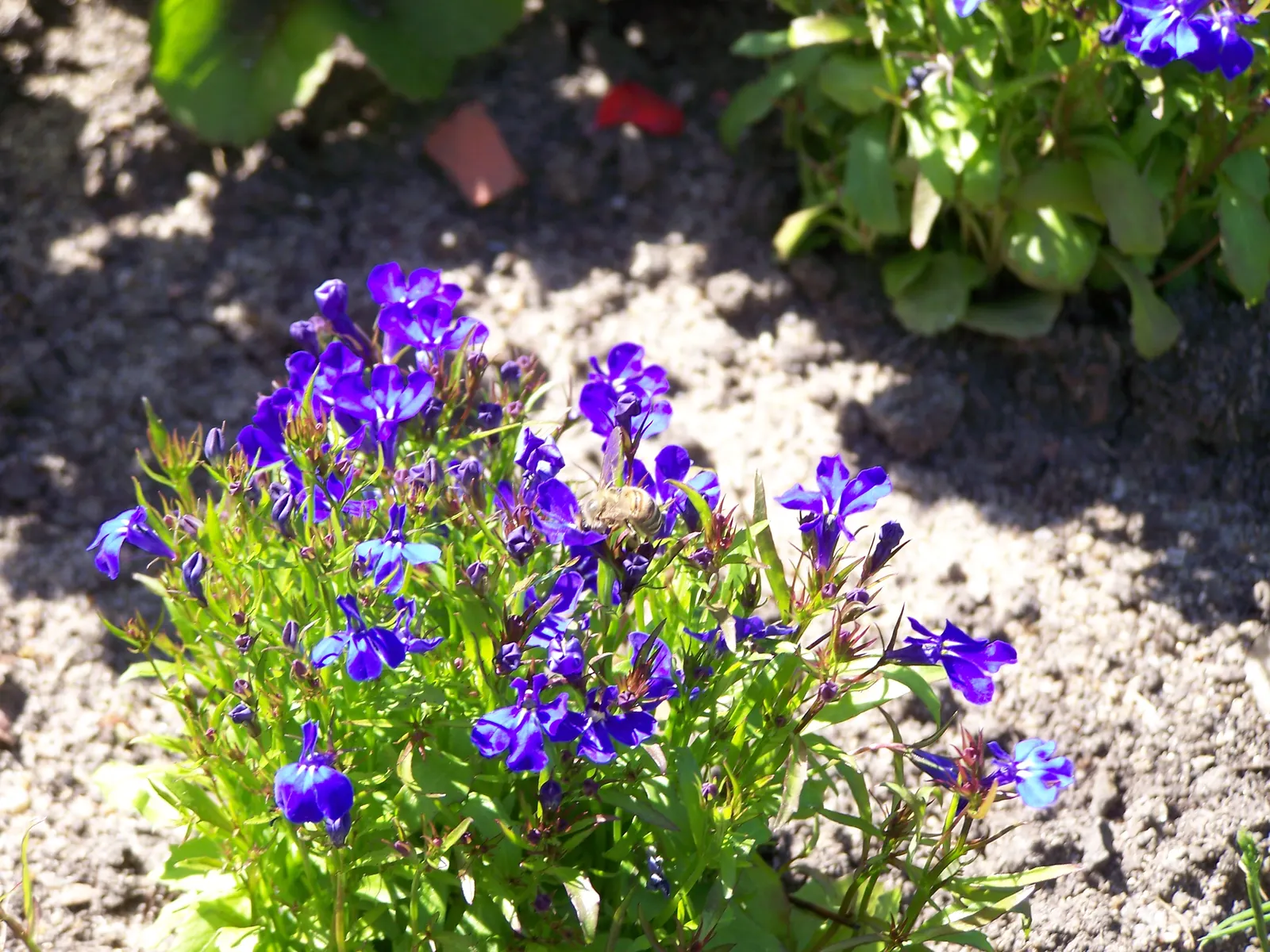 Lobelia (Lobelia Erinus) — showcasing a plethora of tiny; lobelia erinus requires regular watering, especially during dry periods, to maintain its, image 181