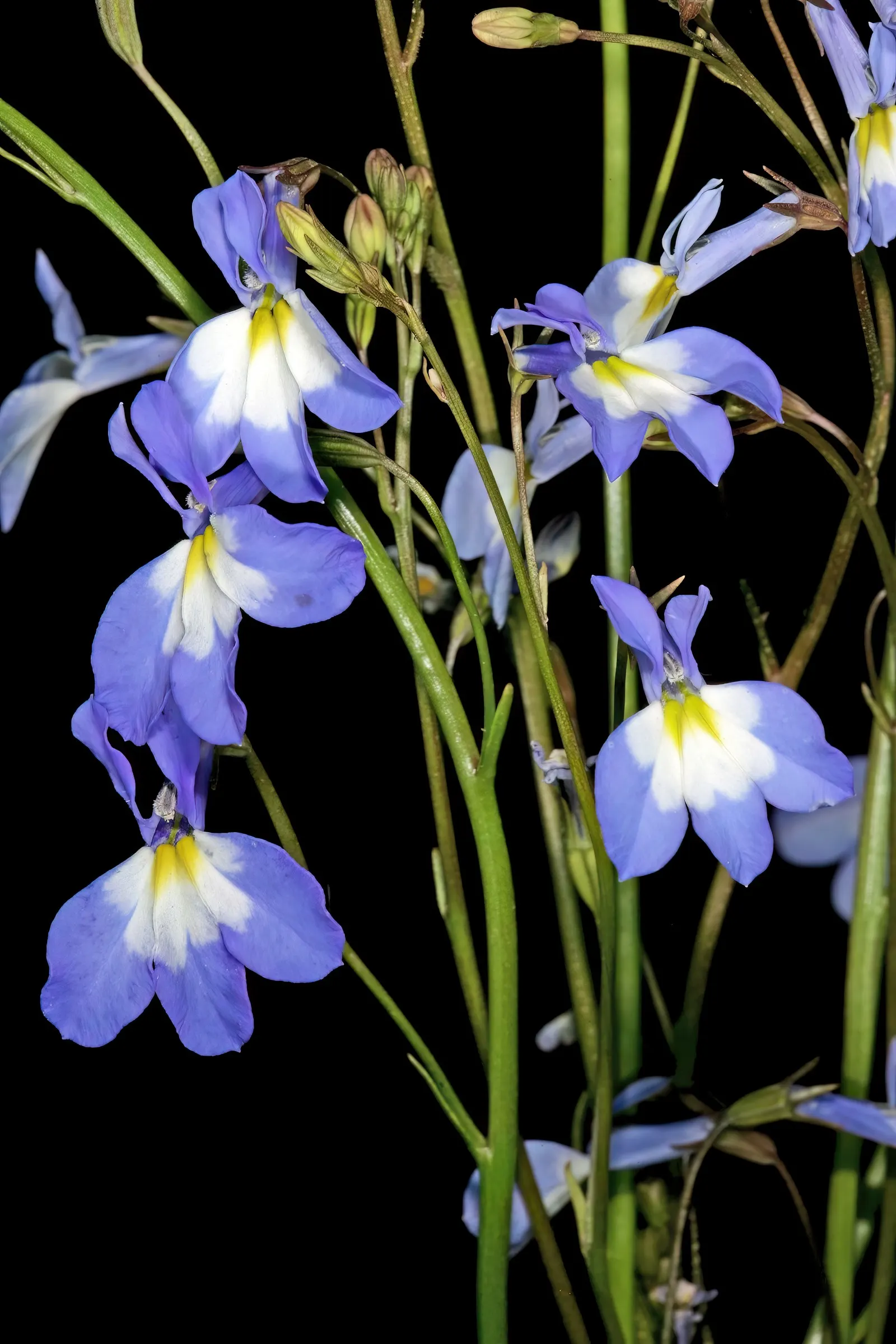 Lobelia (Lobelia Erinus) — This plant's low maintenance combined with its vibrant colors makes it an eye-catching addition to any garden; annual /, image 141