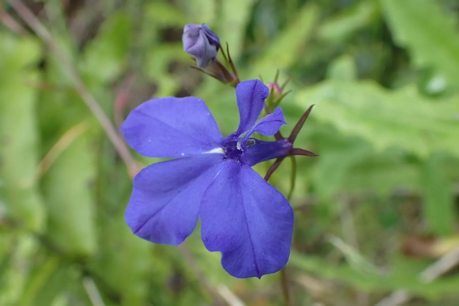 Lobelia (Lobelia Erinus) — In areas with severe winters, they are grown as annuals; in hotter climates, it benefits from afternoon shade to prevent, image 140