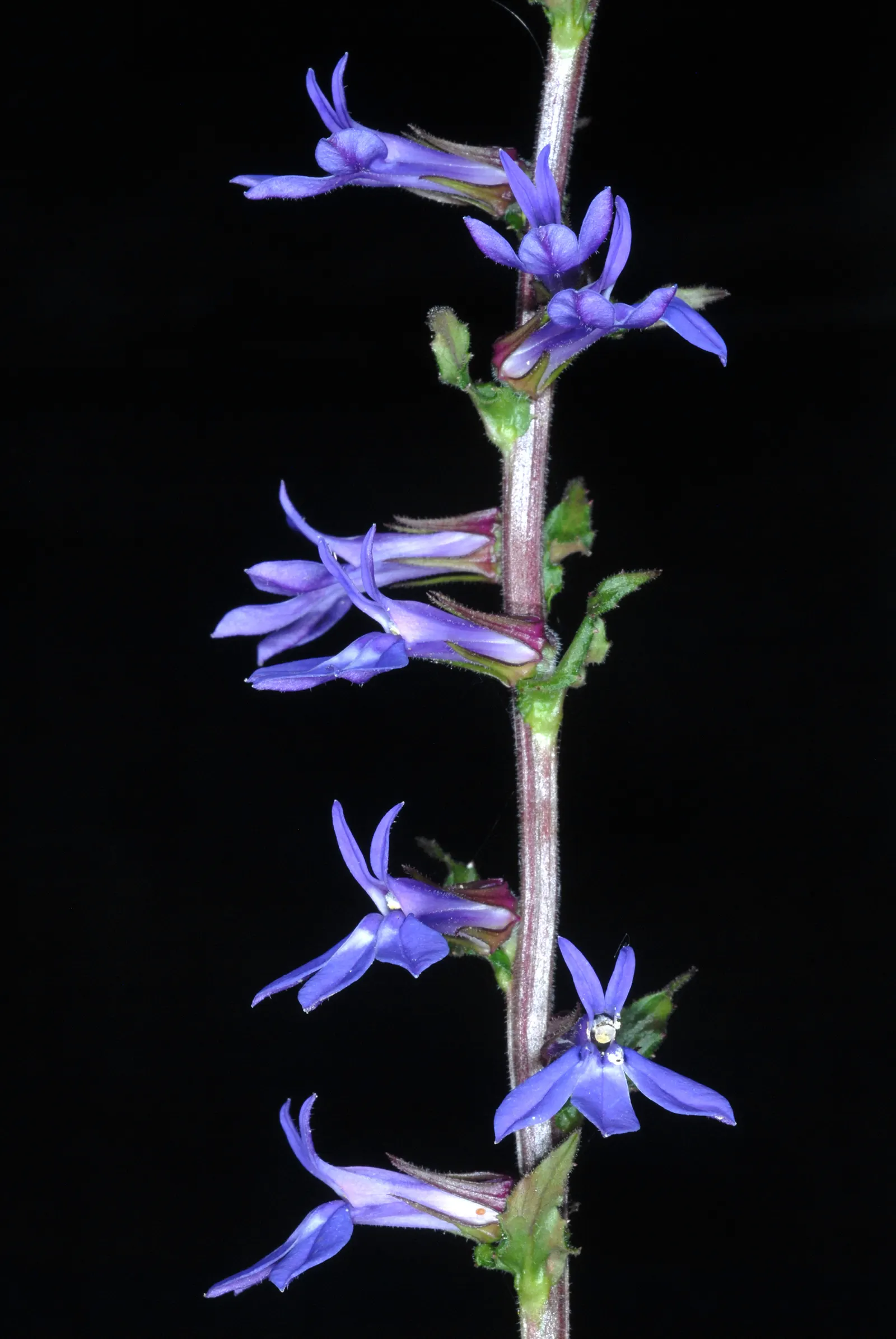 Lobelia (Lobelia Erinus) — reaching 3-6 inches in height with a spread of 6-8 inches; it presents a mounded form that works exceptionally well in, image 98