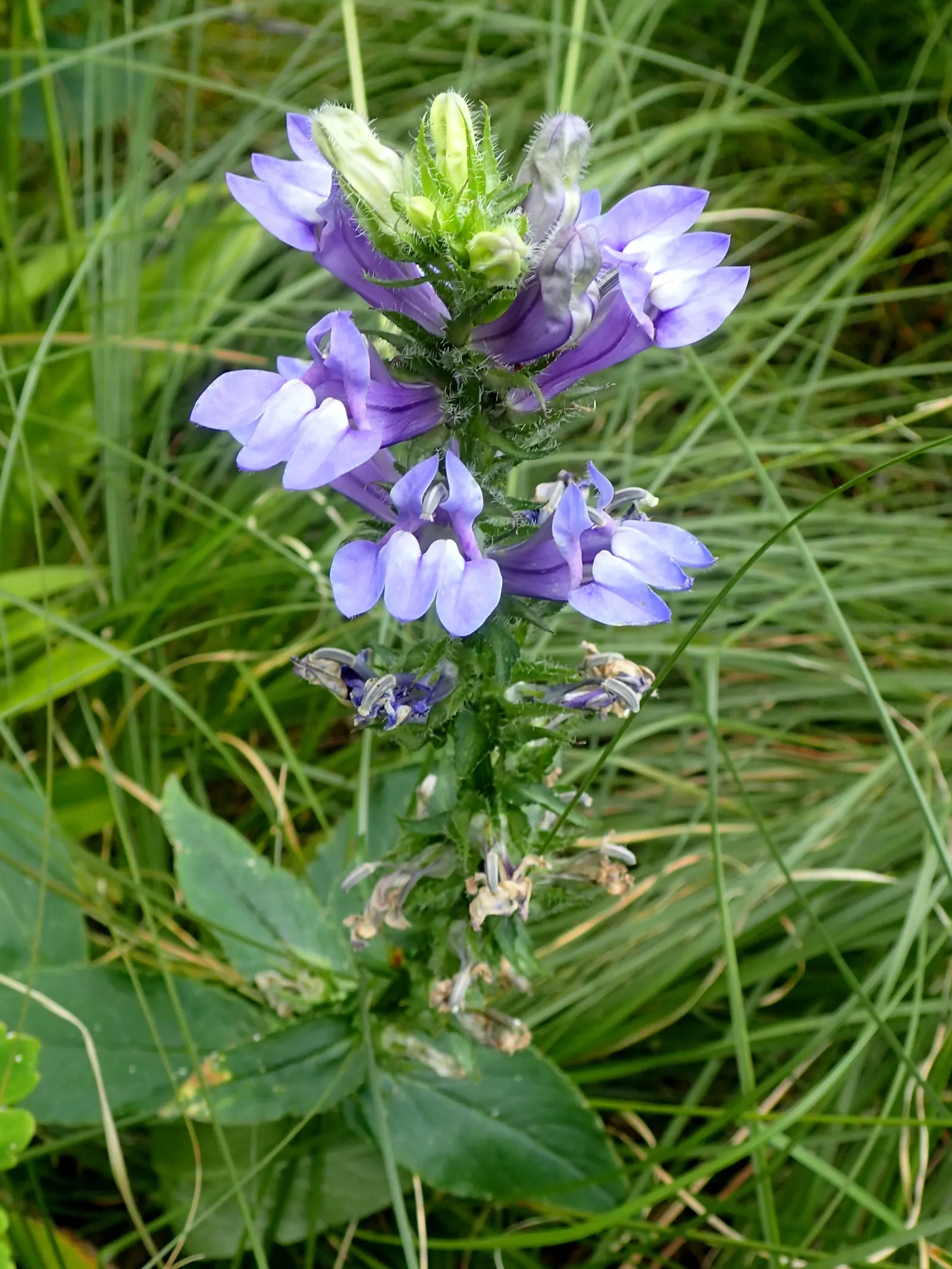 Lobelia (Lobelia Erinus) — The flowers come in an array of colors; annual / ground cover with blue and multi-colored blooms, image 110