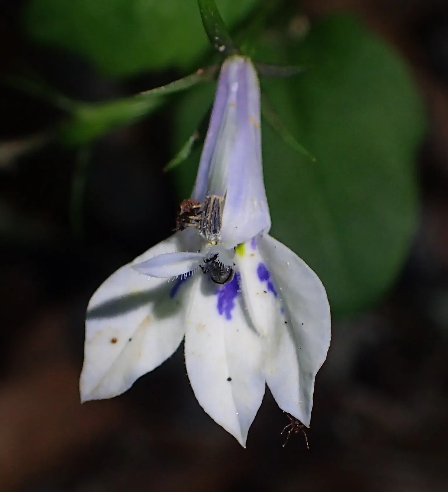 Lobelia (Lobelia Erinus) — predominantly in shades of blue; and thrives in USDA zones 10-11, image 183