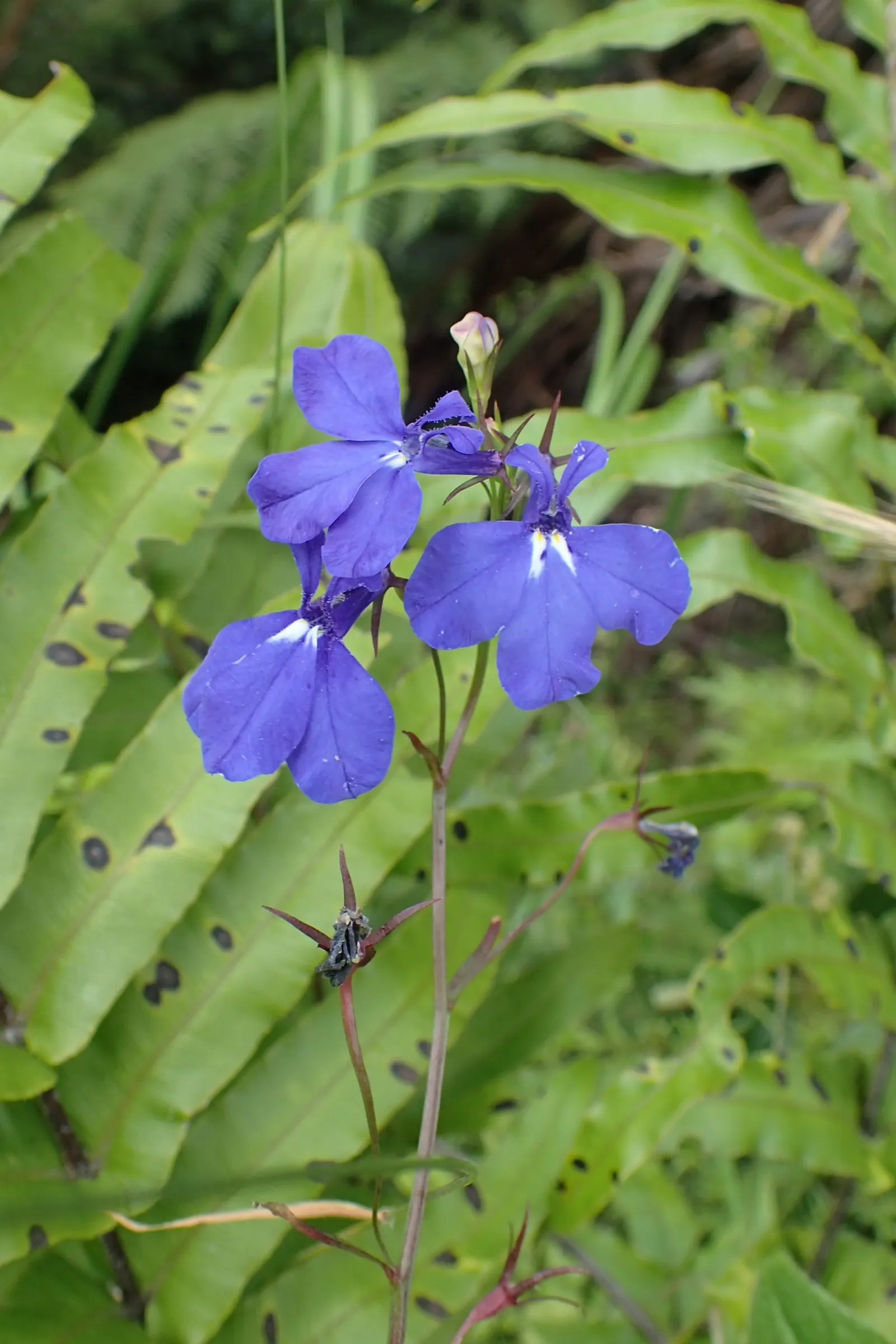 Lobelia (Lobelia Erinus) — This low-maintenance jewel flourishes in well-drained soil; flourishes in full sun to part shade, image 148