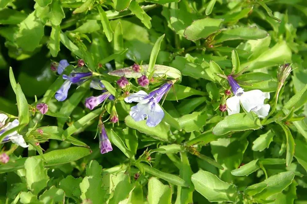 Lobelia (Lobelia Erinus) — Noted for its stunning cascade of petite; periodic deadheading is recommended to encourage repeated, image 171