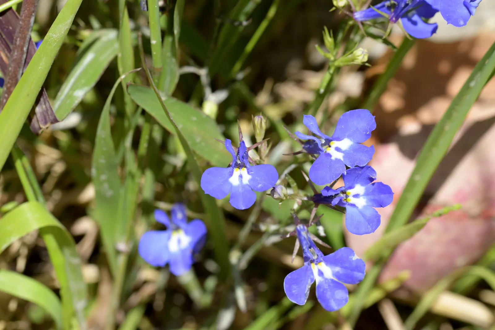 Lobelia (Lobelia Erinus) — blue and multi-colored flowers in the garden; deadheading encourages continued blooming from late spring into early fall, image 166