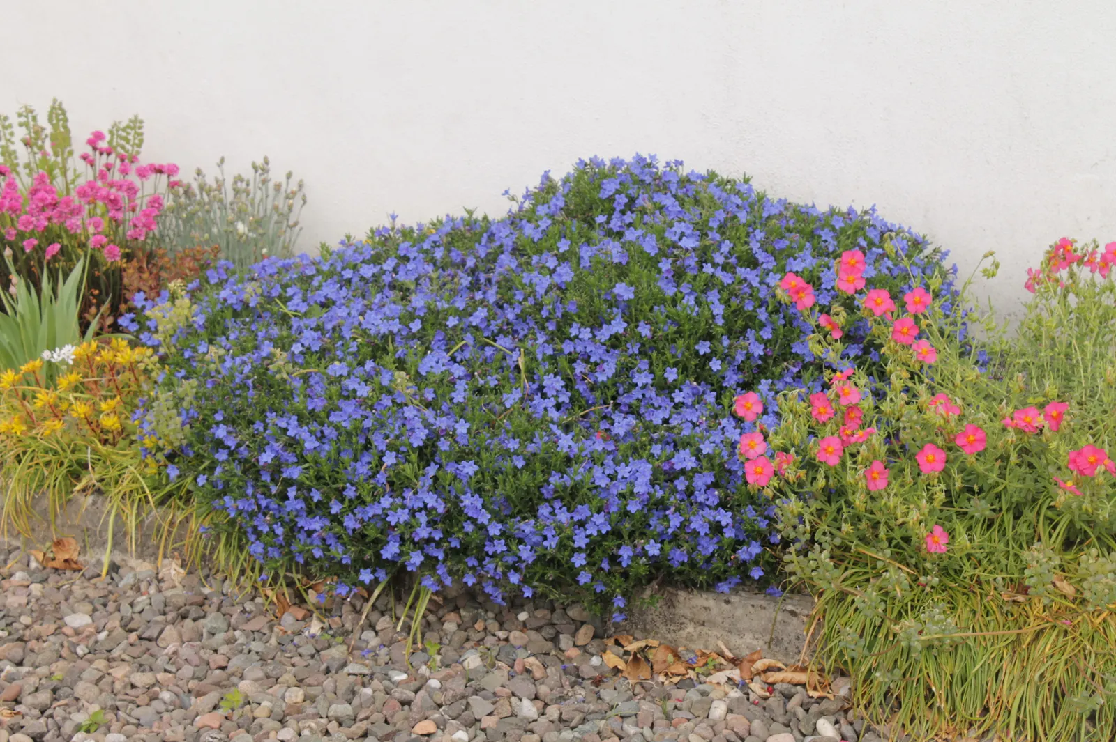 Lobelia (Lobelia Erinus) — showcasing a plethora of tiny; lobelia erinus requires regular watering, especially during dry periods, to maintain its, image 85