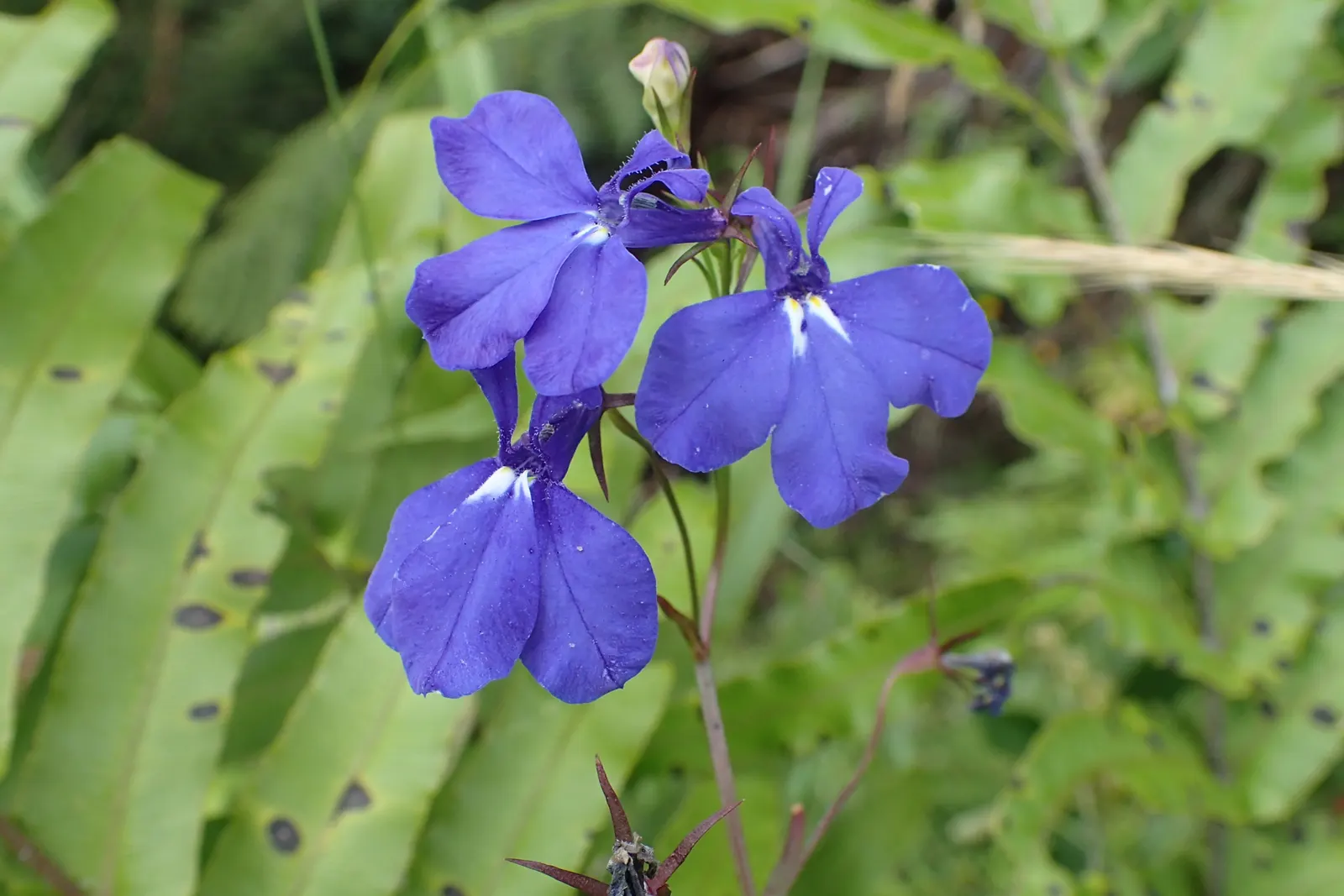 Lobelia (Lobelia Erinus) — Noted for its stunning cascade of petite; periodic deadheading is recommended to encourage repeated, image 147