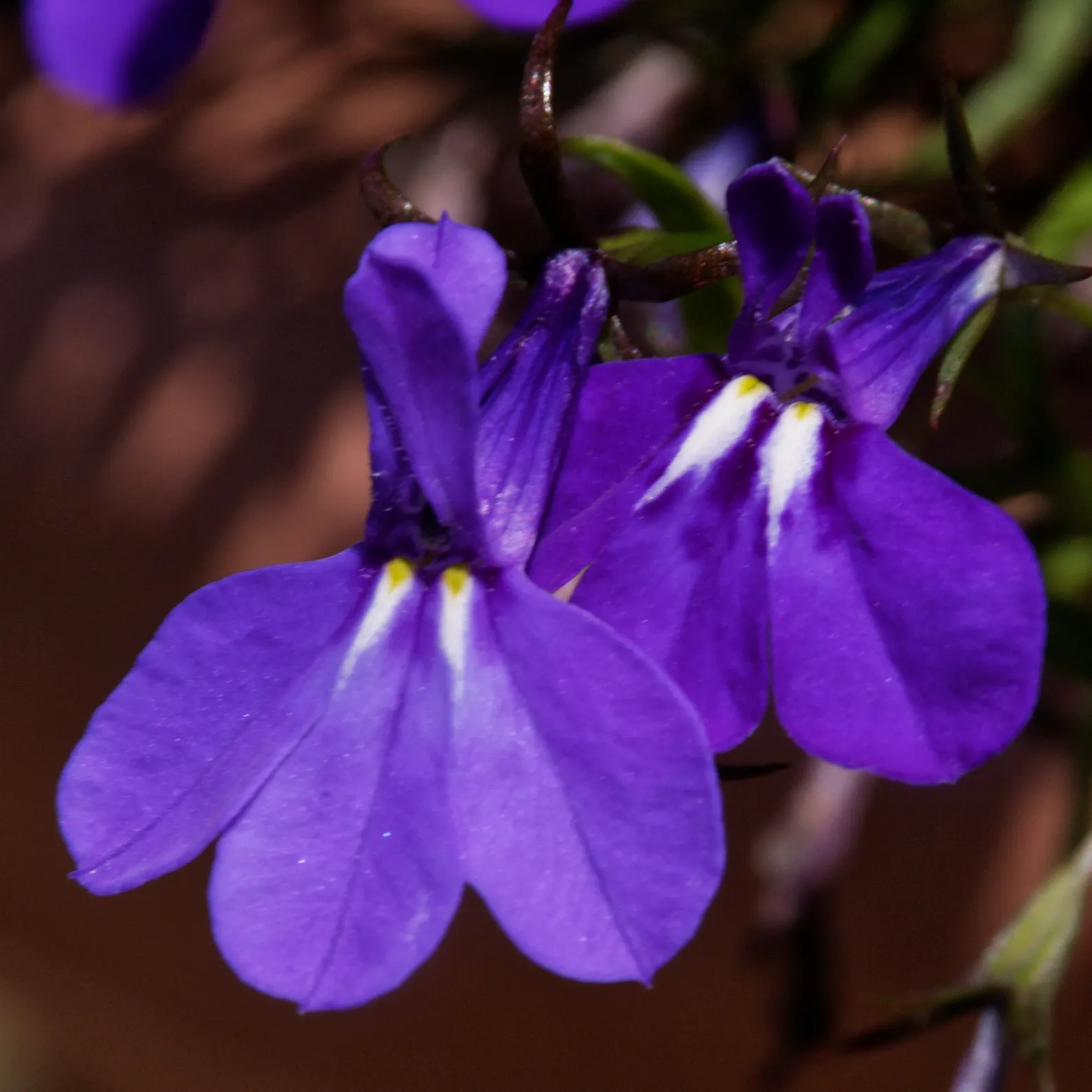 Lobelia (Lobelia Erinus) — is a compact annual or perennial plant that adds a striking splash of color to any landscape design; creating a cascading, image 153