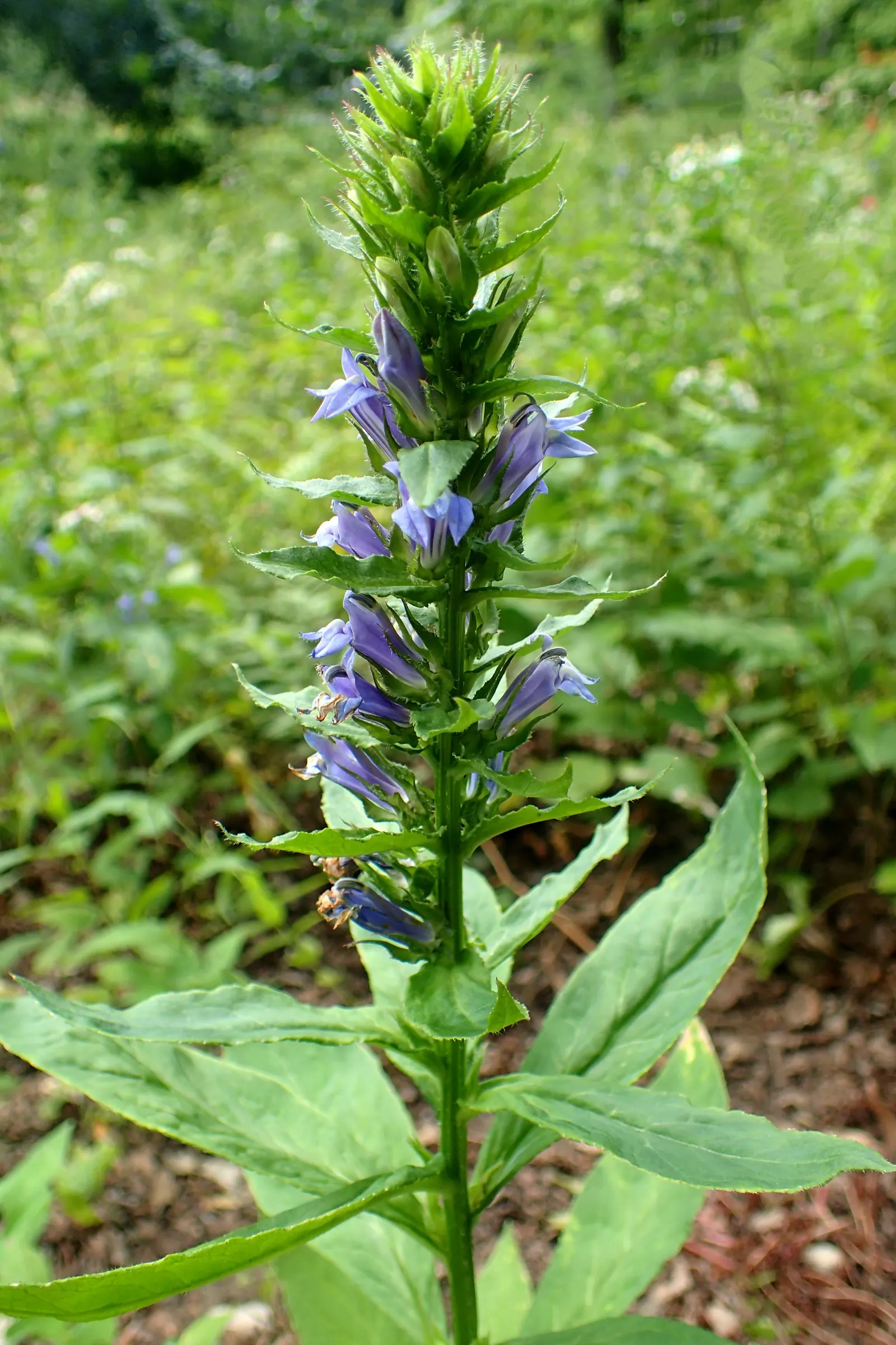 Lobelia (Lobelia Erinus) — creating a cascading effect.<br><br>Lobelia blooms profusely from late spring to early fall; is a compact annual or, image 108