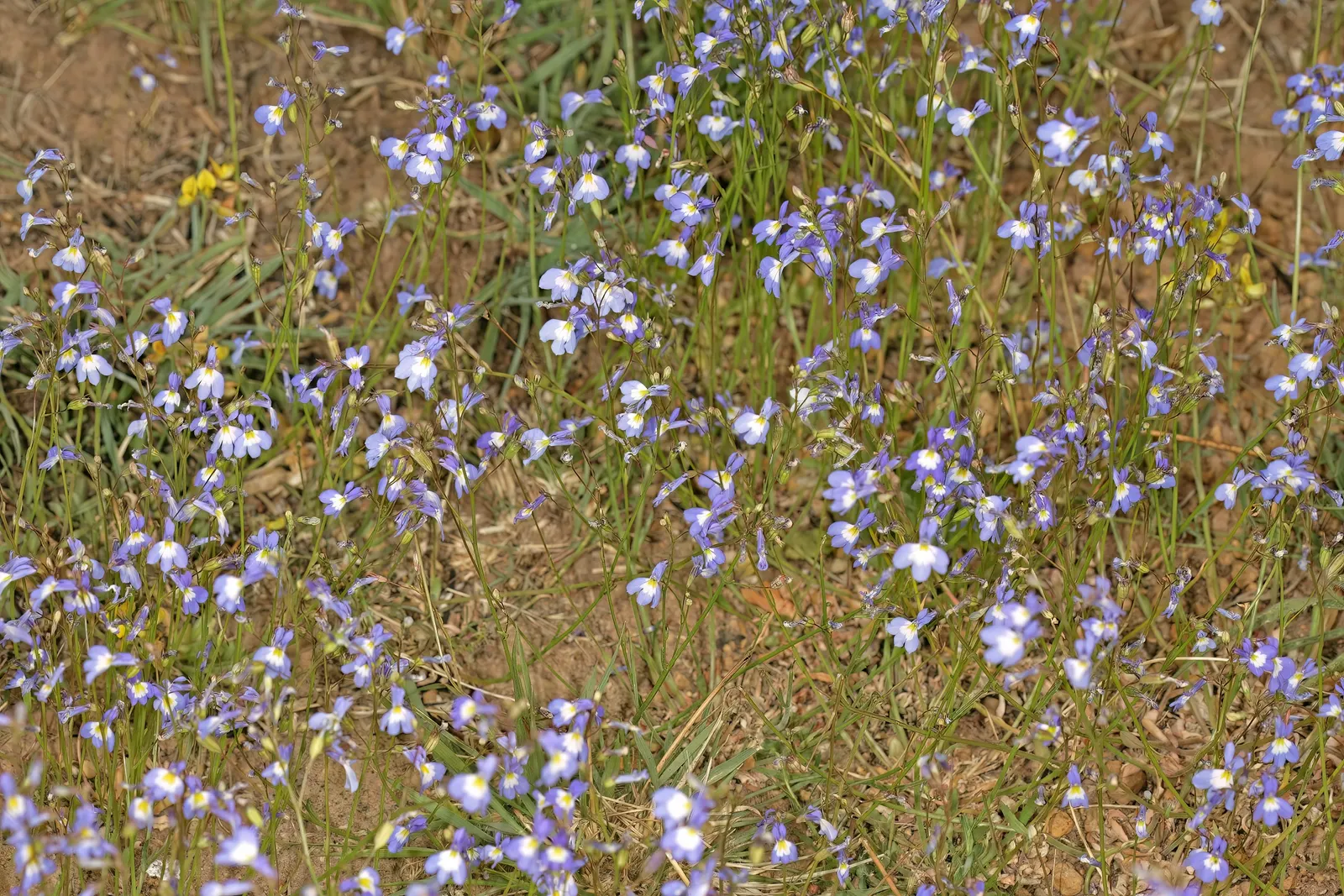 Lobelia (Lobelia Erinus) — This plant's low maintenance combined with its vibrant colors makes it an eye-catching addition to any garden; annual /, image 189